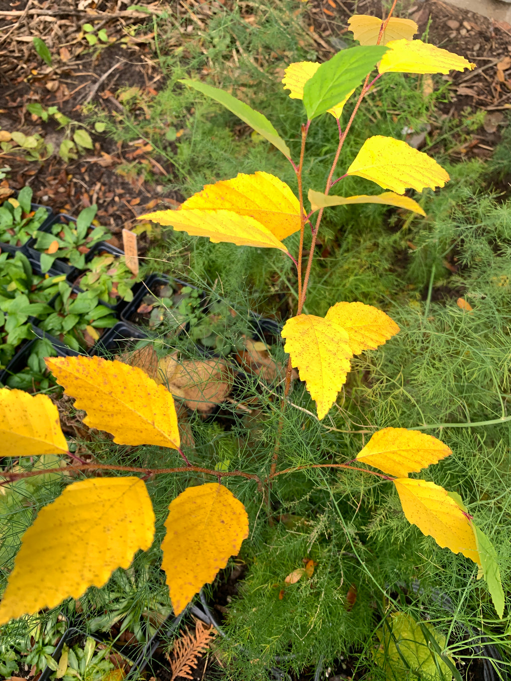 River Birch (Betula Nigra)