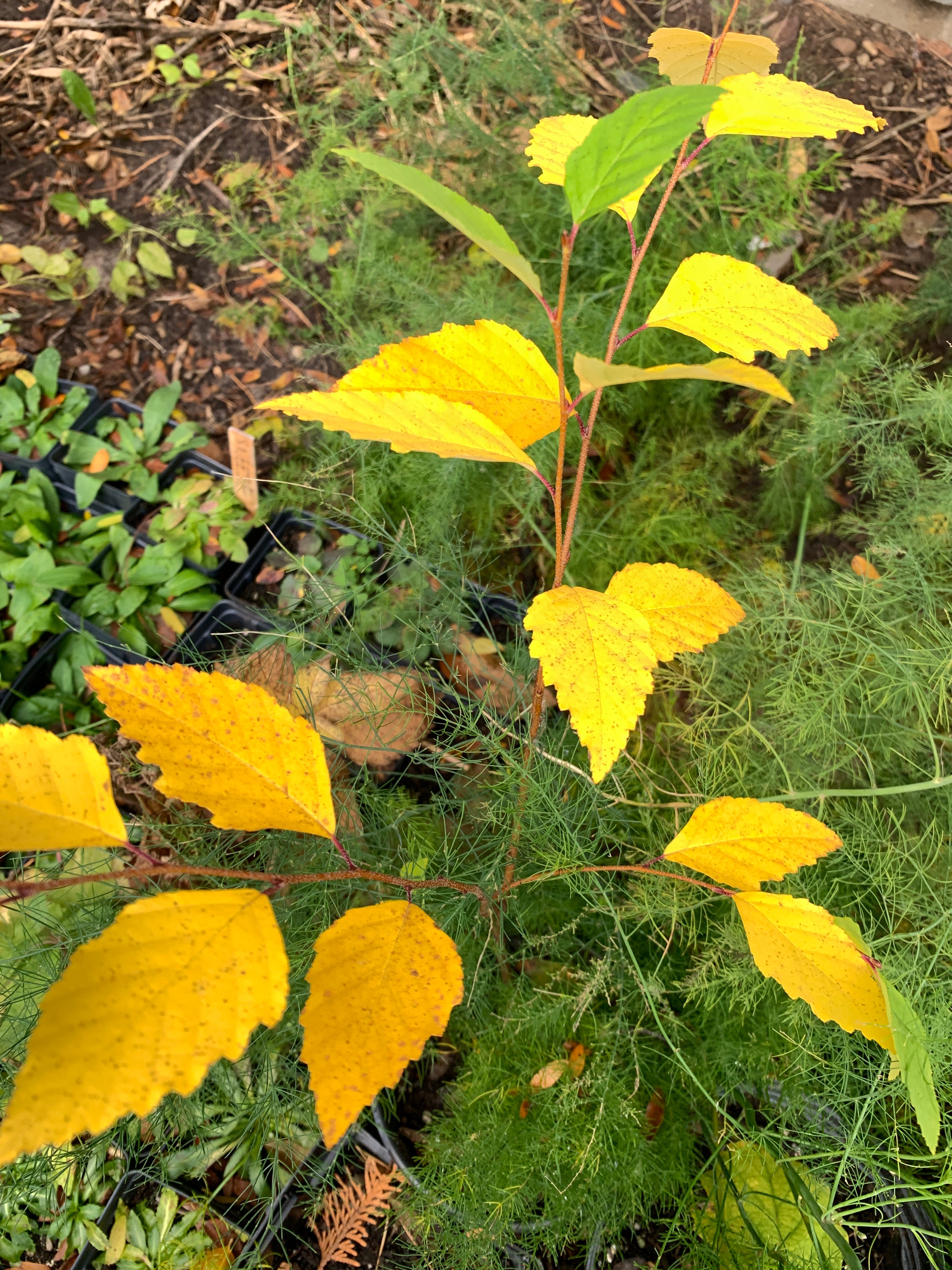 River Birch (Betula Nigra)