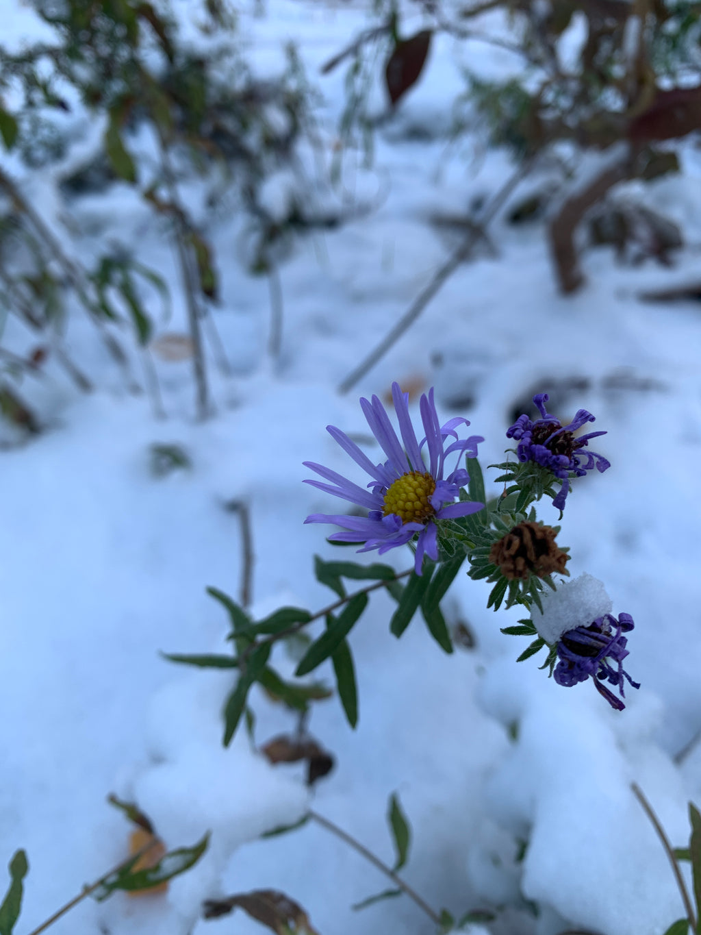 Aromatic Aster (Symphyotruchum Oblongfolium)