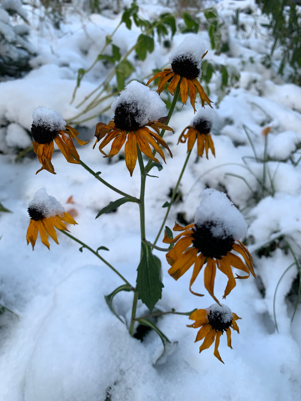 Orange Coneflower (Rudbeckia Fulgida)