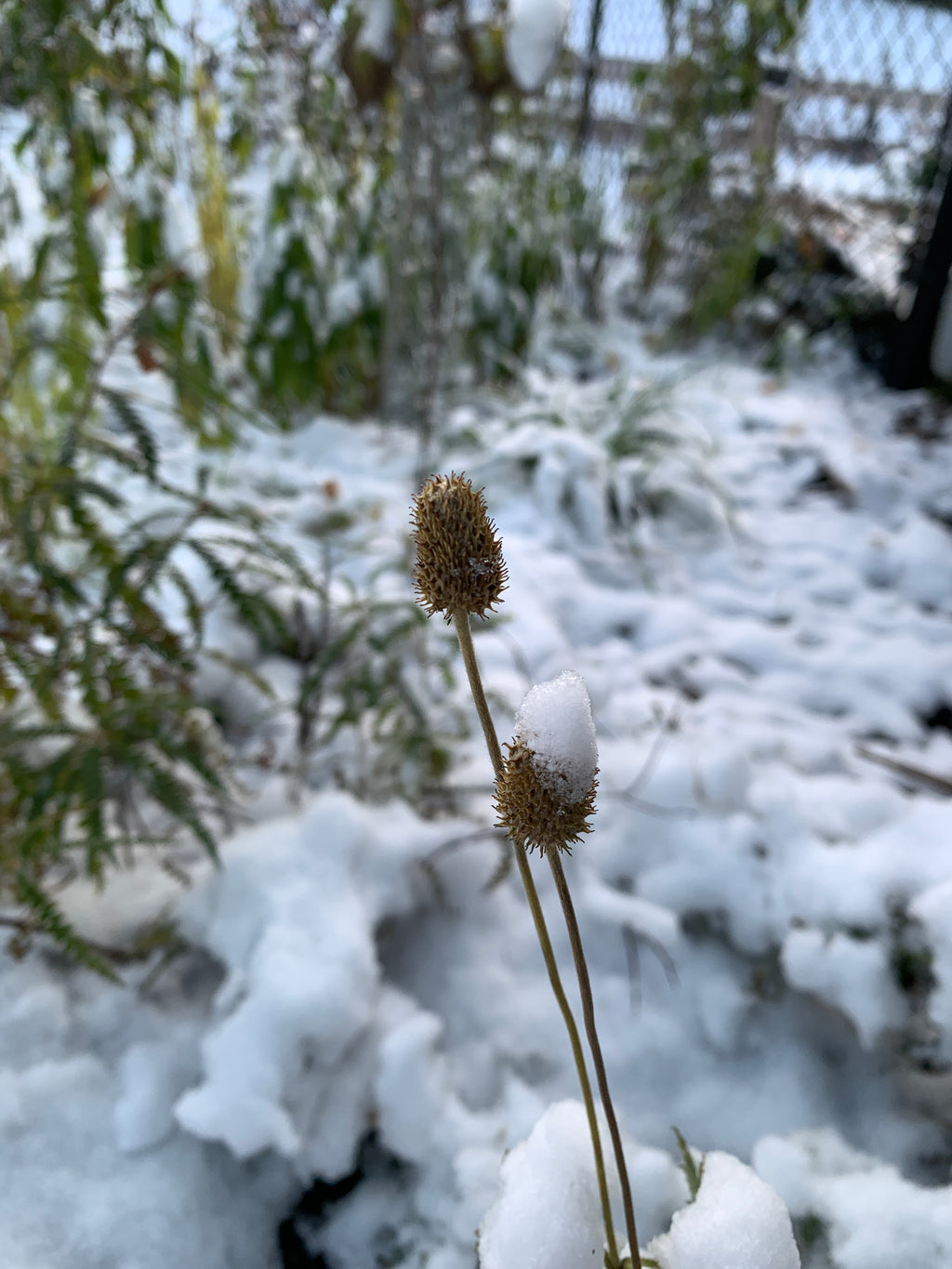 Tall Thimbleweed (Anemone Virginiana)