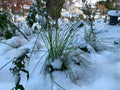 Brown Fox Sedge (Carex Vulpinoidea)
