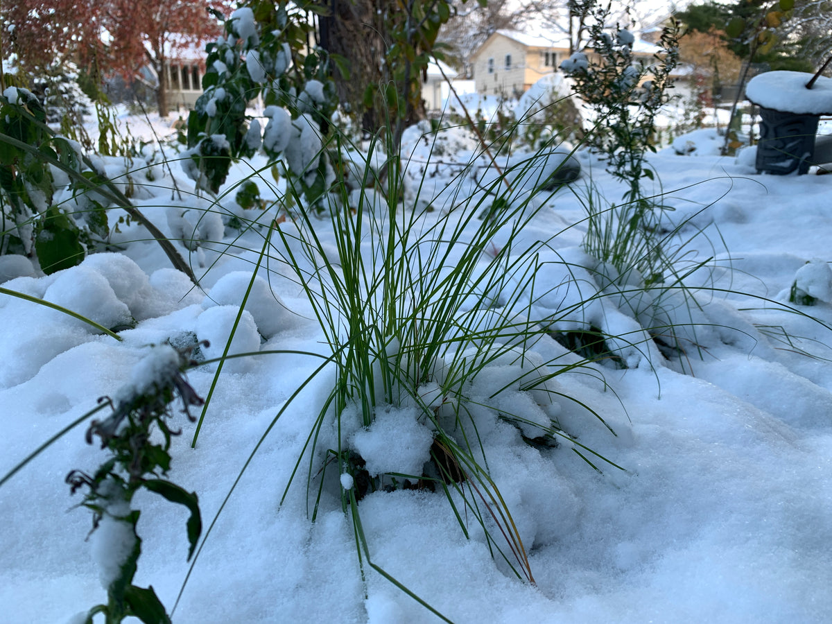 Brown Fox Sedge (Carex Vulpinoidea)