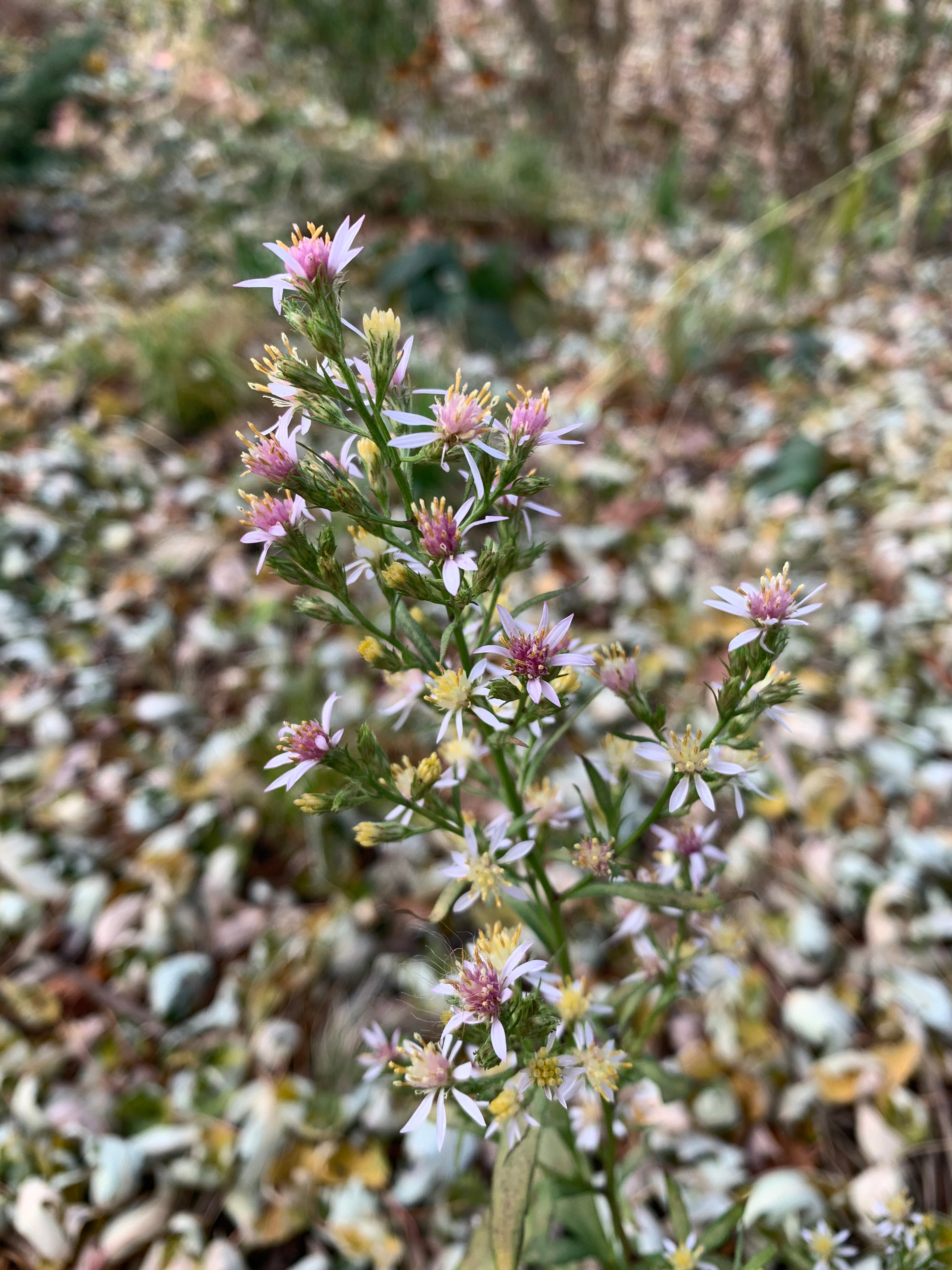 Arrowleaf Aster (Symphyotruchum Urophyllum)