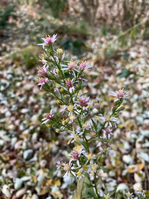 Arrowleaf Aster (Symphyotruchum Urophyllum)