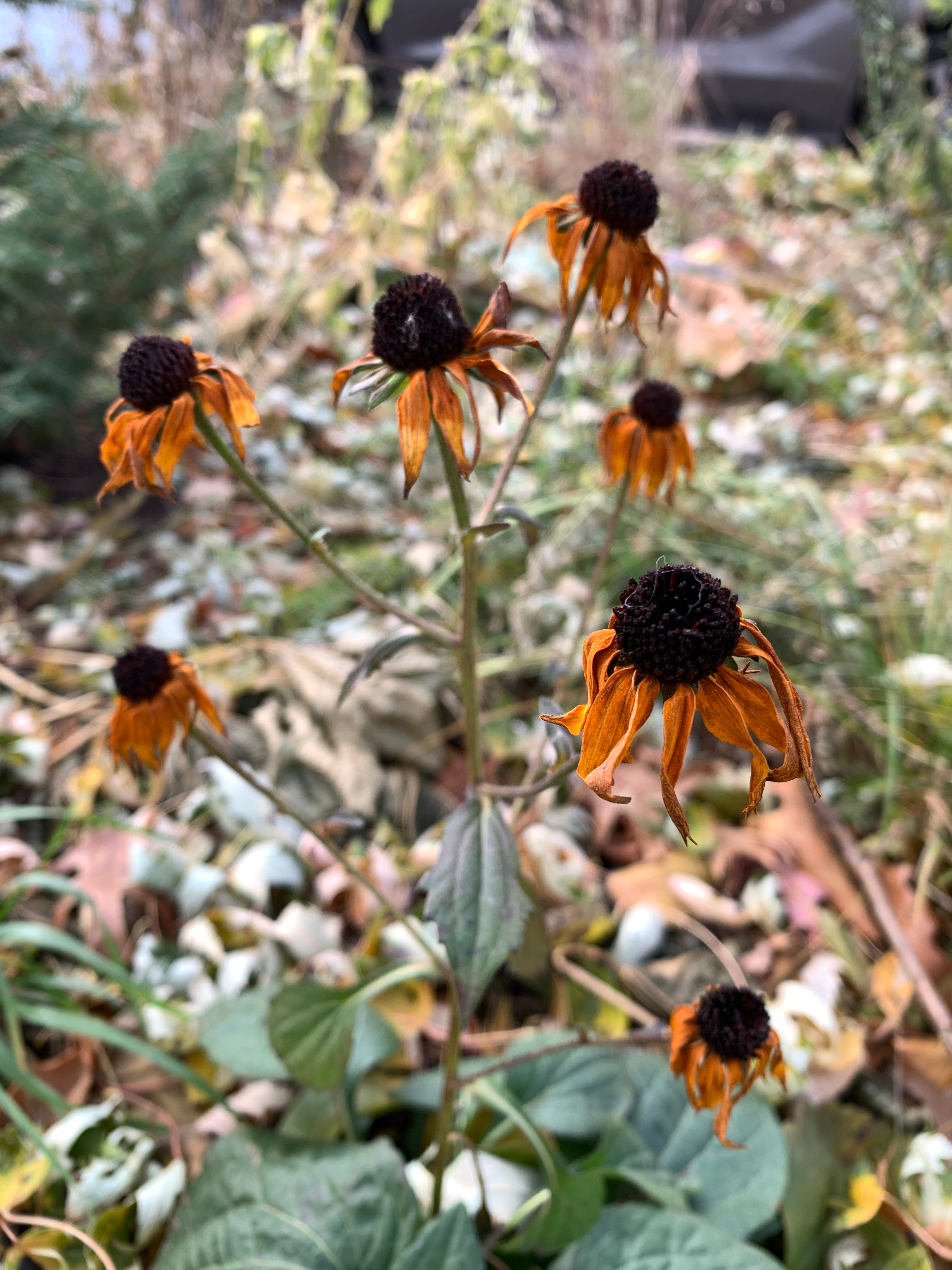 Orange Coneflower (Rudbeckia Fulgida)