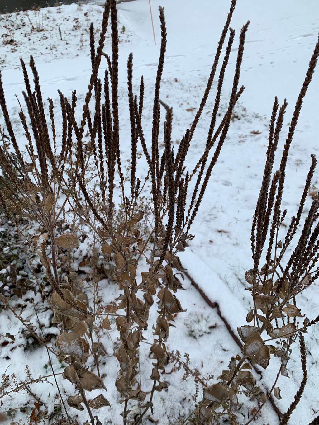 Hoary Vervain (Verbena Stricta)