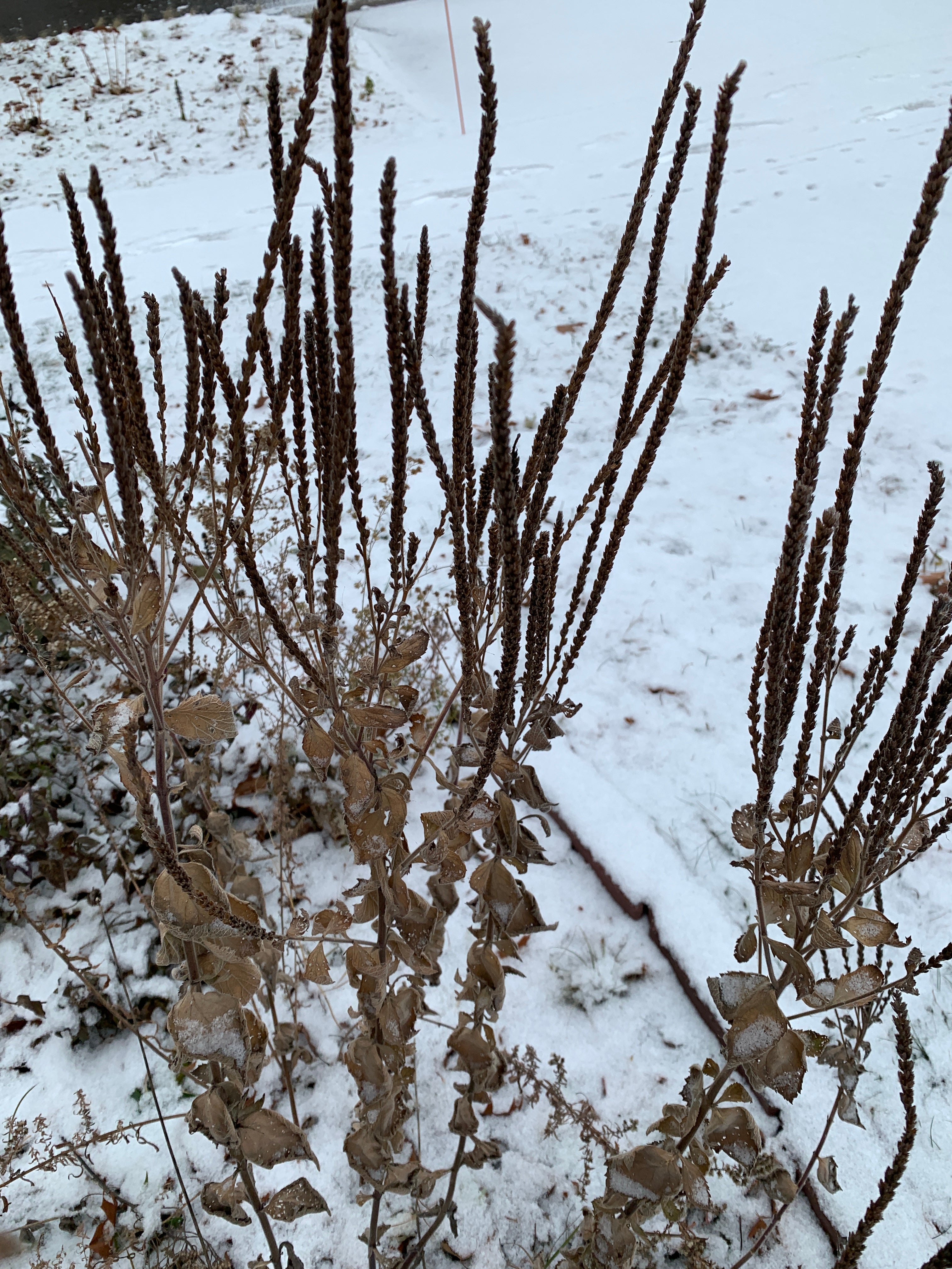 Hoary Vervain (Verbena Stricta)