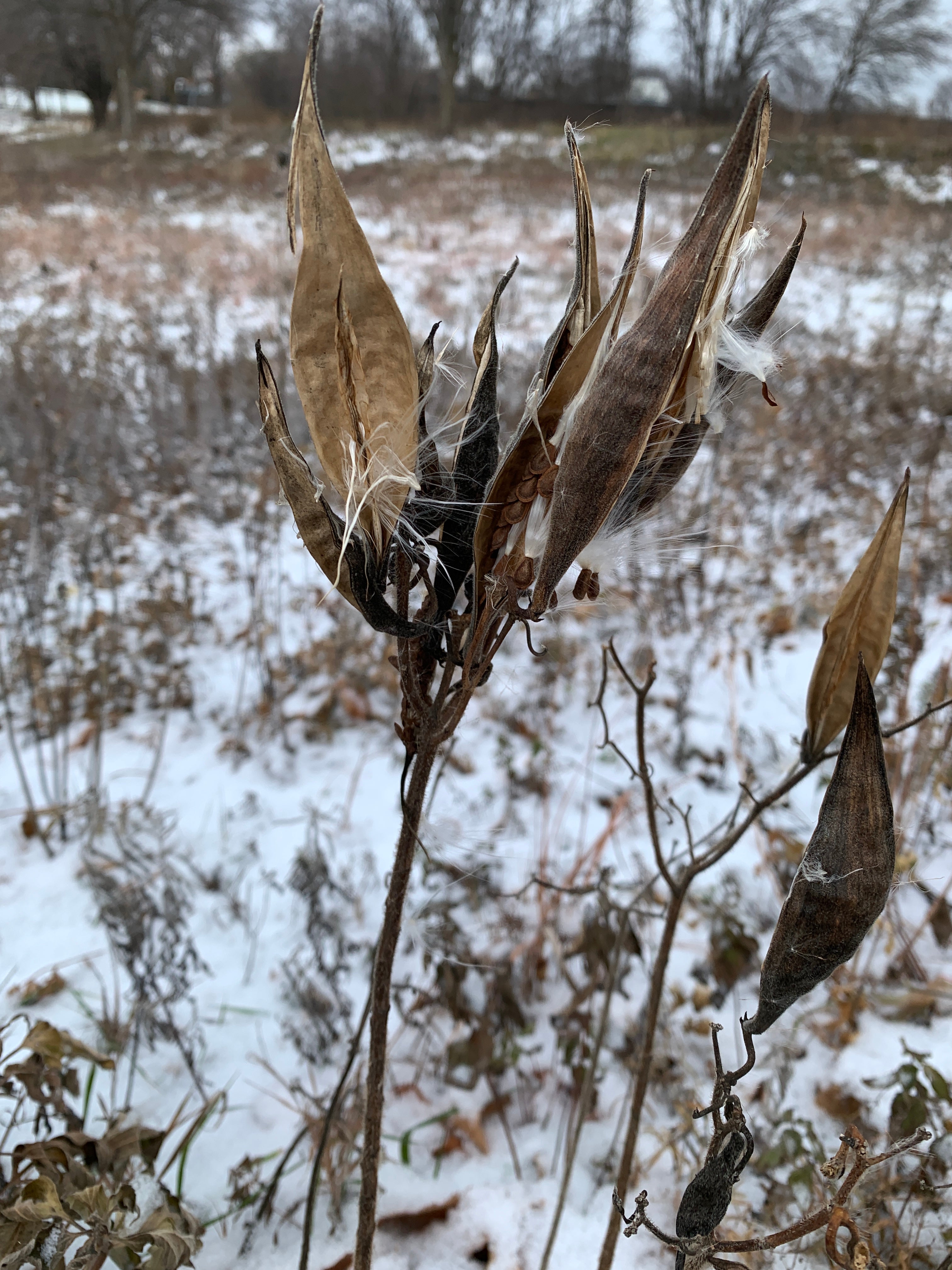 Butterfly Milkweed (Asclepias Tuberosa)