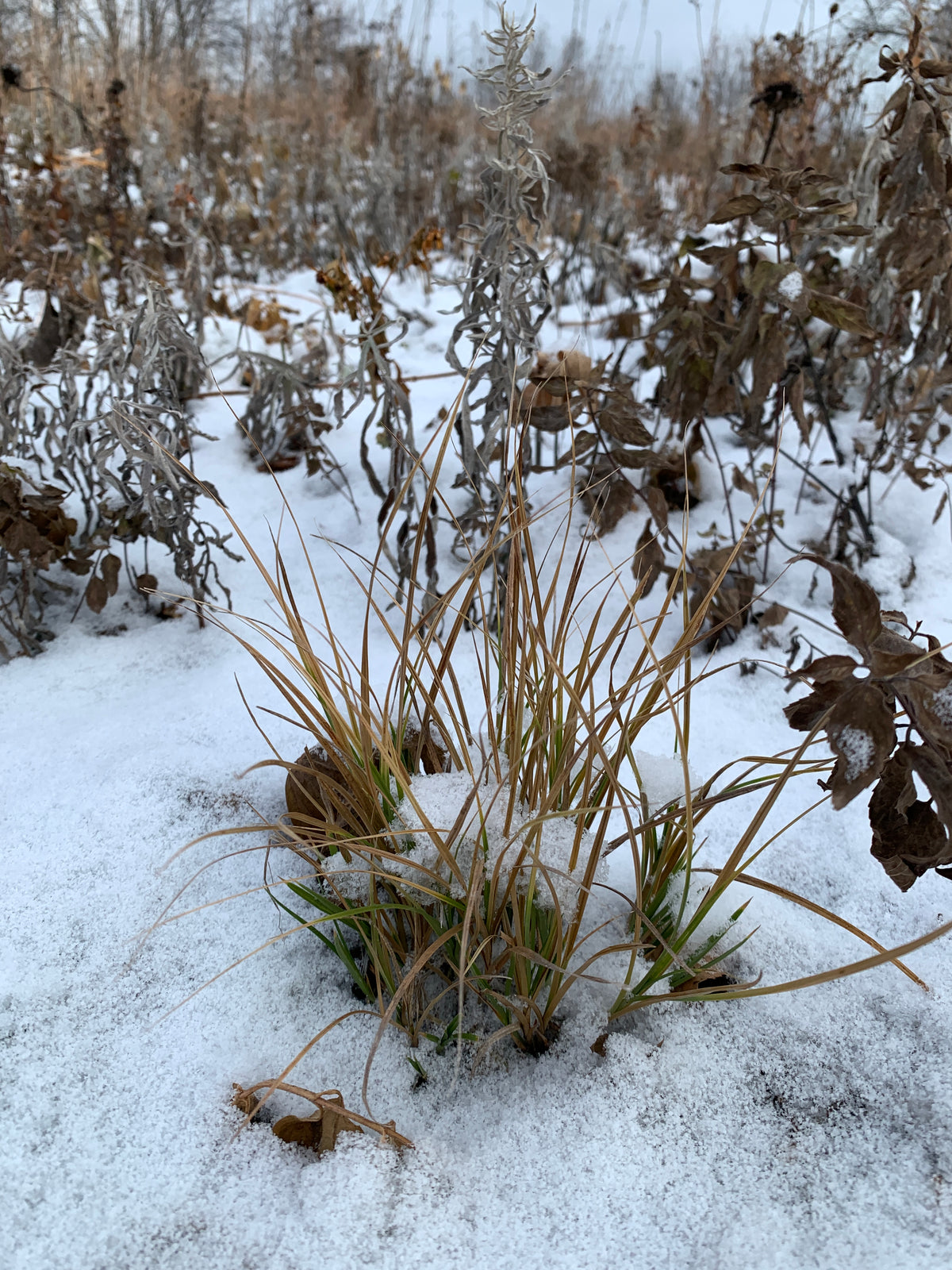 Plains Oval Sedge (Carex brevior)