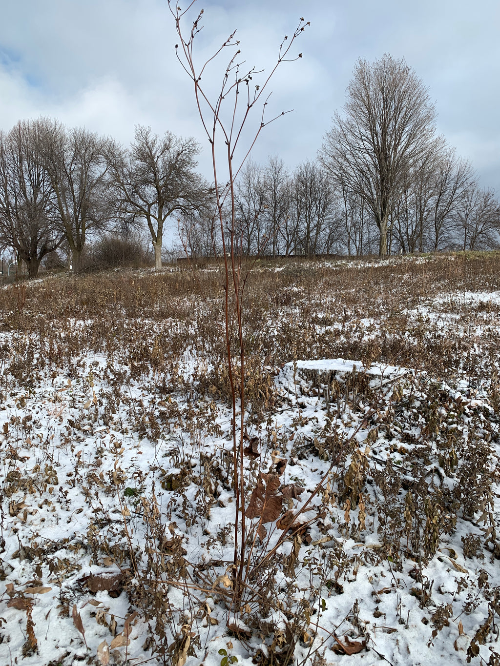 Prairie Dock (Silphium Terebinthinaceum)