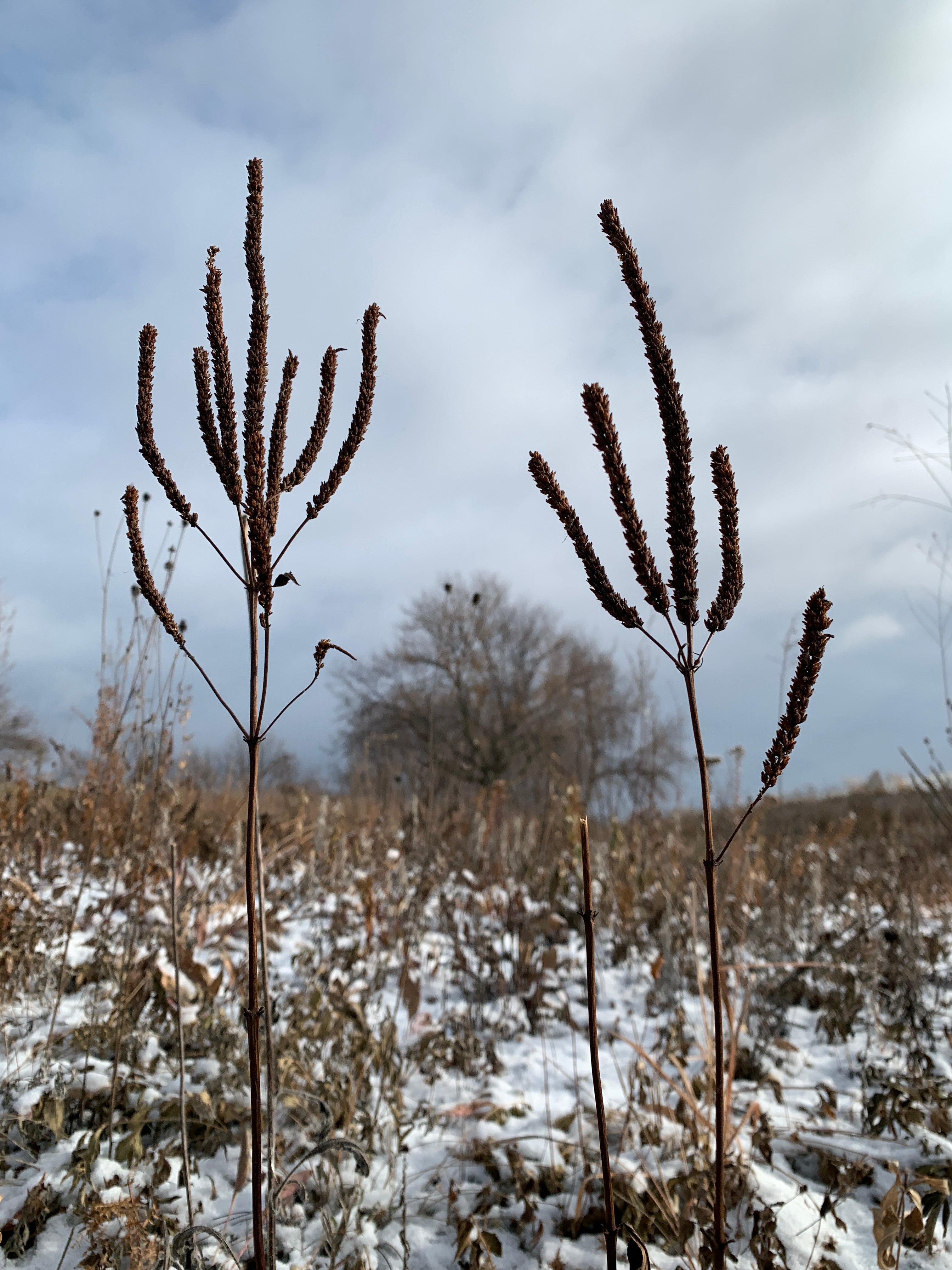 Culver's Root (Veronicastrum Virginicum)
