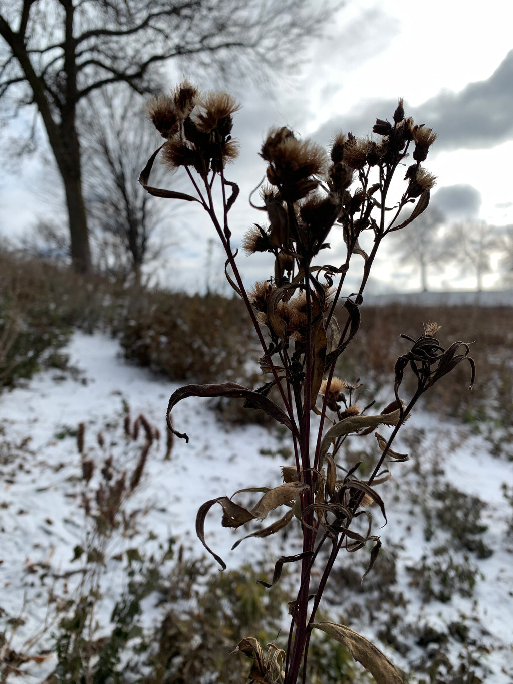 Ironweed (Vernonia Fasciculata)