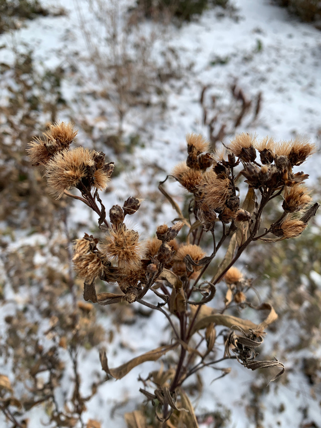 Ironweed (Vernonia Fasciculata)
