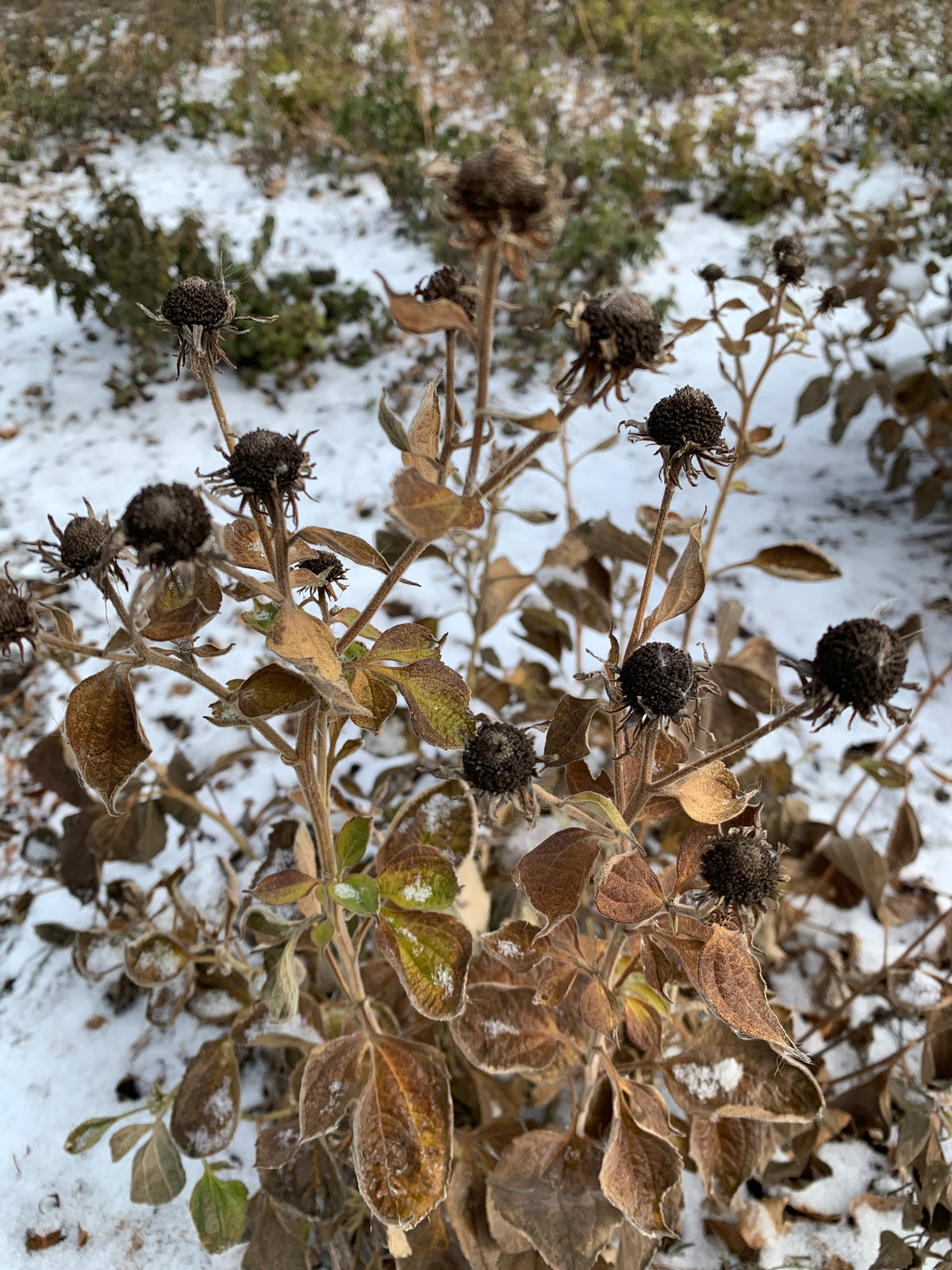 Sweet Coneflower (Rudbeckia Subtomentosa)