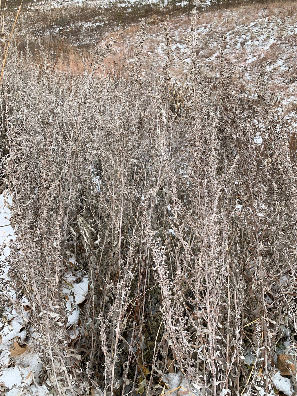 Prairie Sage (Artemisia Ludoviciana)