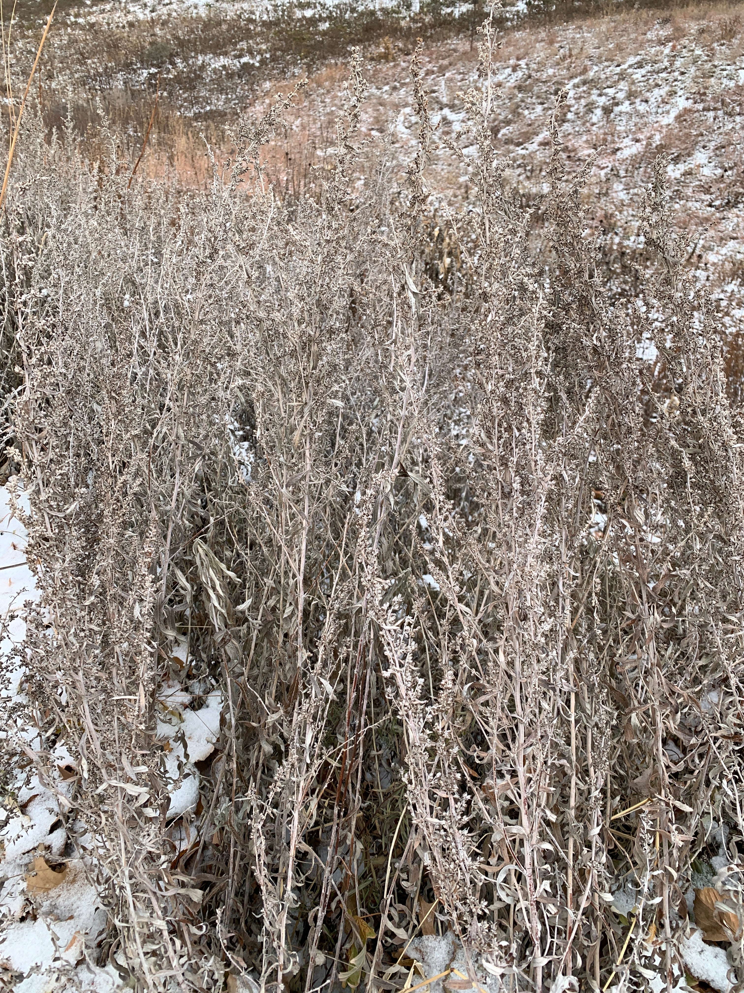 Prairie Sage (Artemisia Ludoviciana)