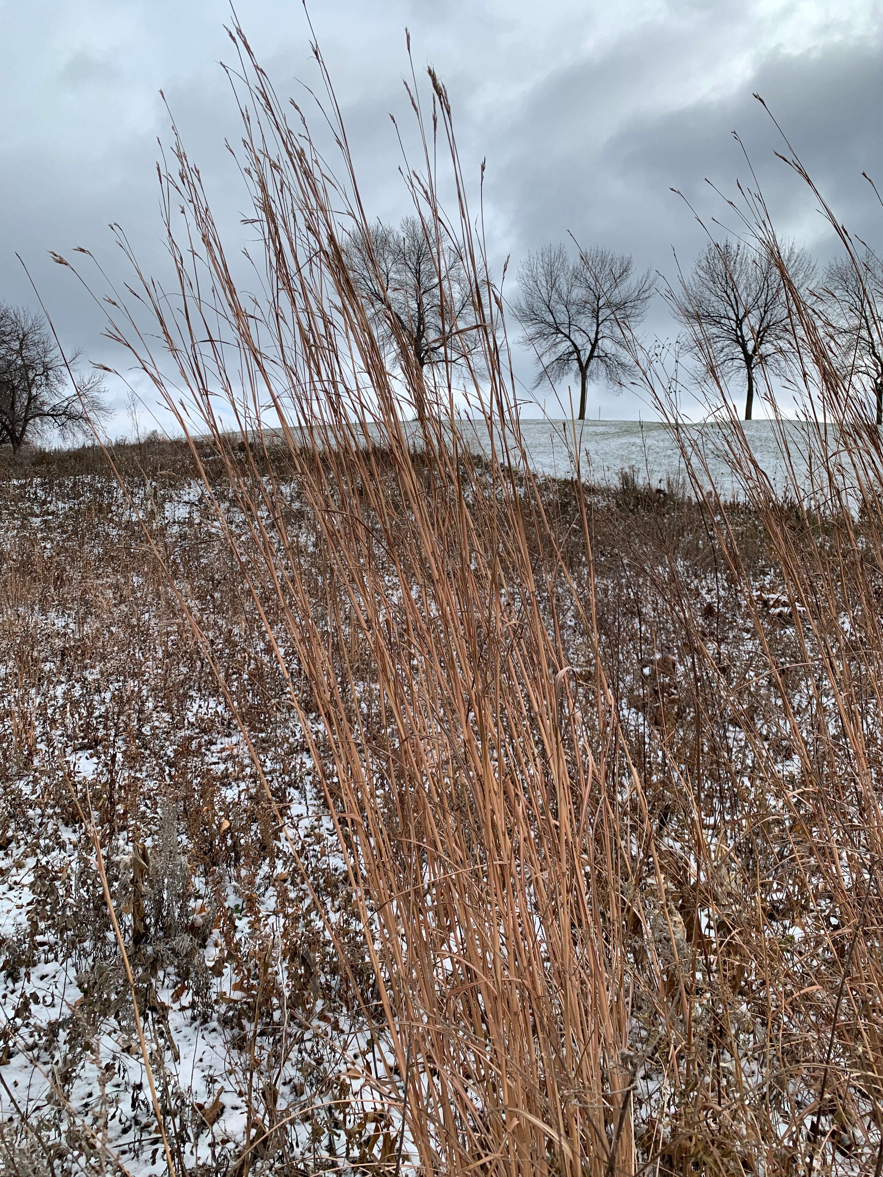 Big Bluestem (Andropogon Gerardii)