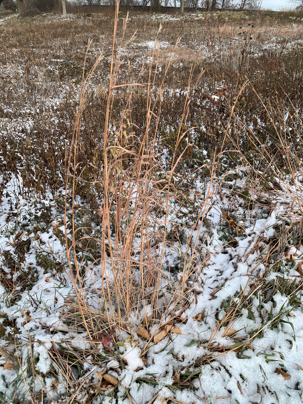 Yellow Prairie Grass (Sorghastrum Nutans)