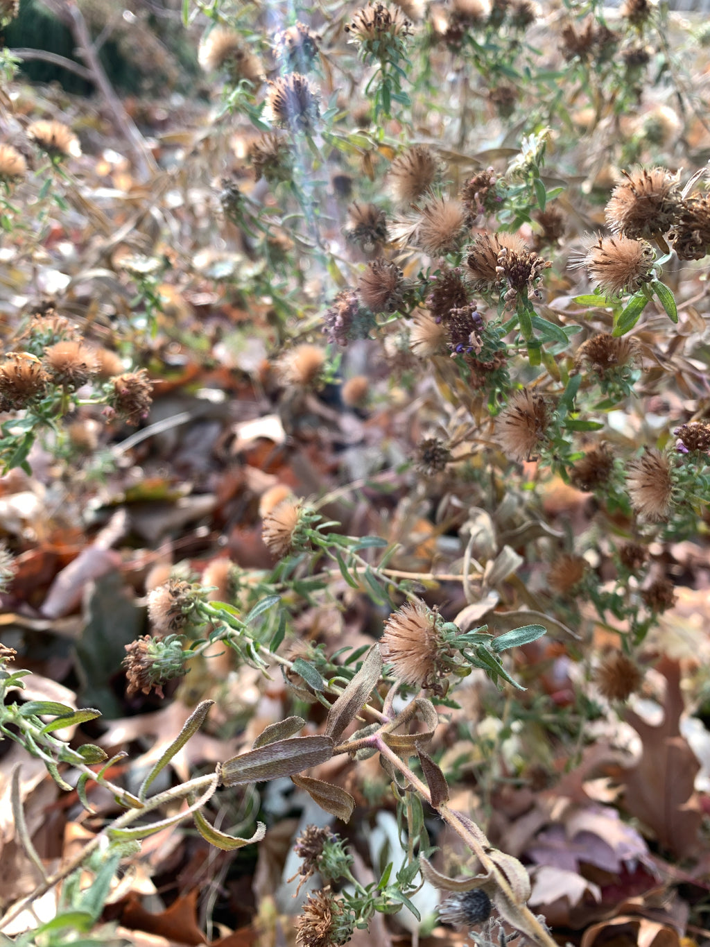 Aromatic Aster (Symphyotruchum Oblongfolium)