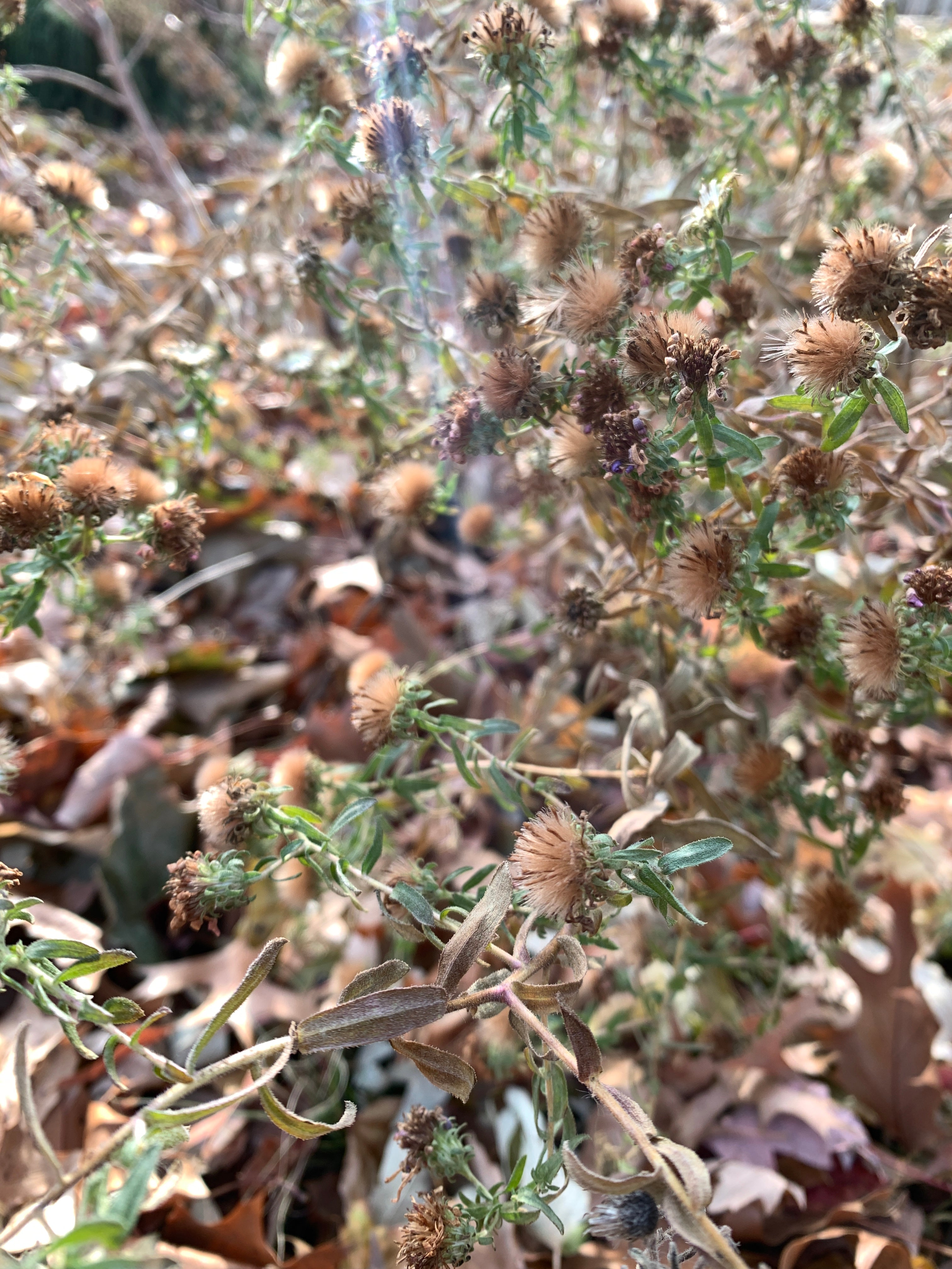 Aromatic Aster (Symphyotruchum Oblongfolium)