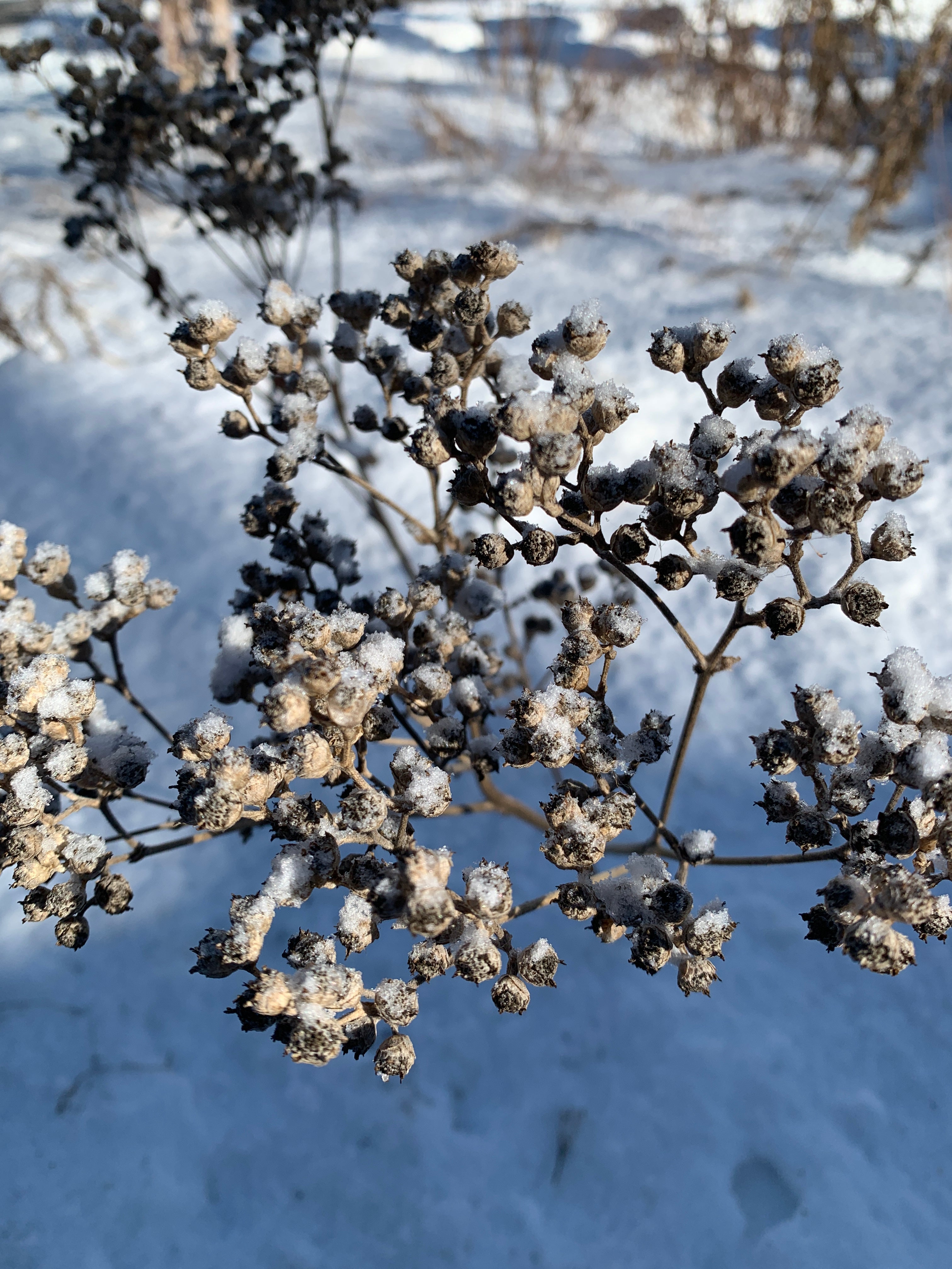 Wild Quinine (Parthenium Integrifolium)