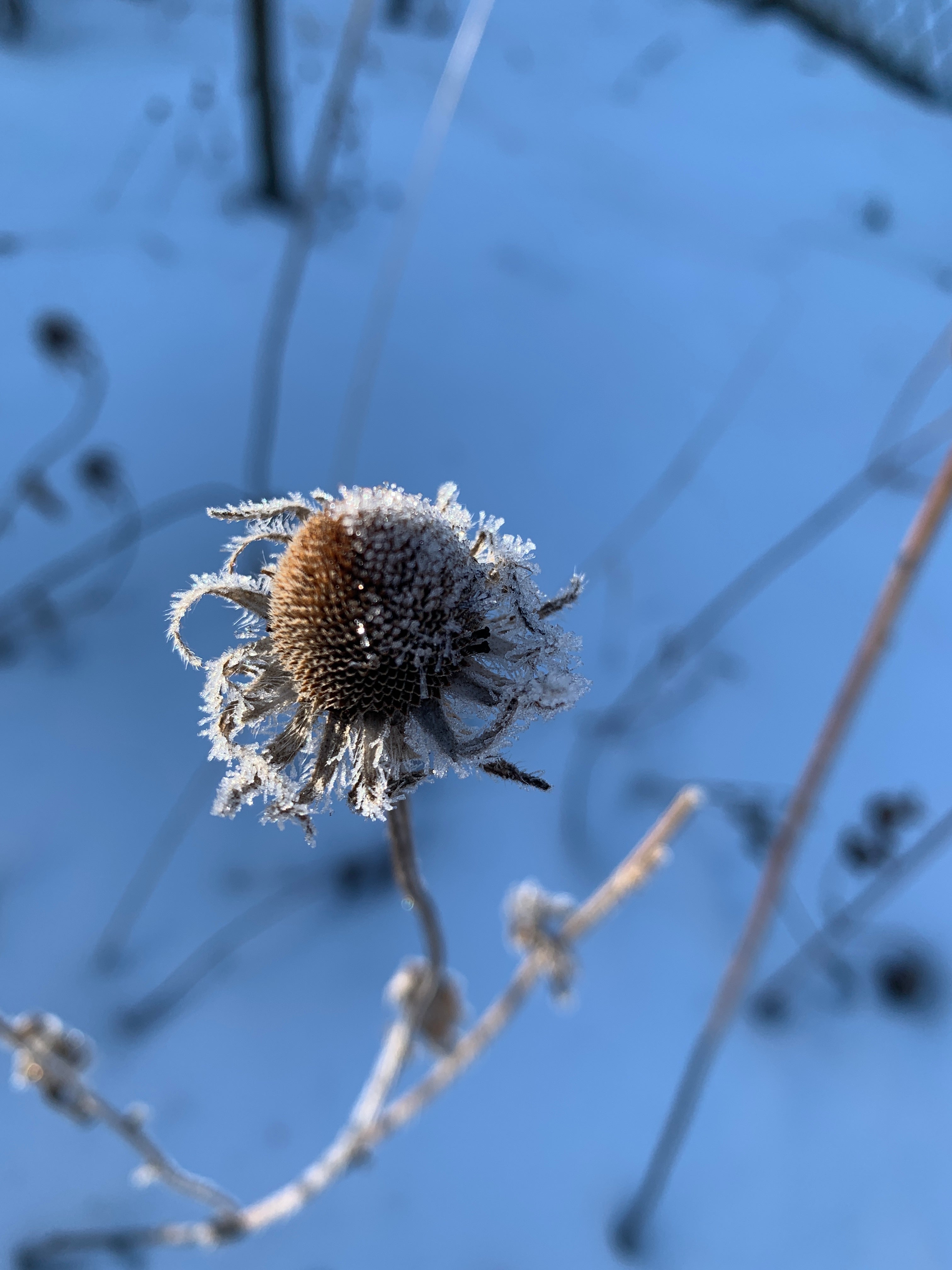 Black-eyed Susan (Rudbeckia Hirta)
