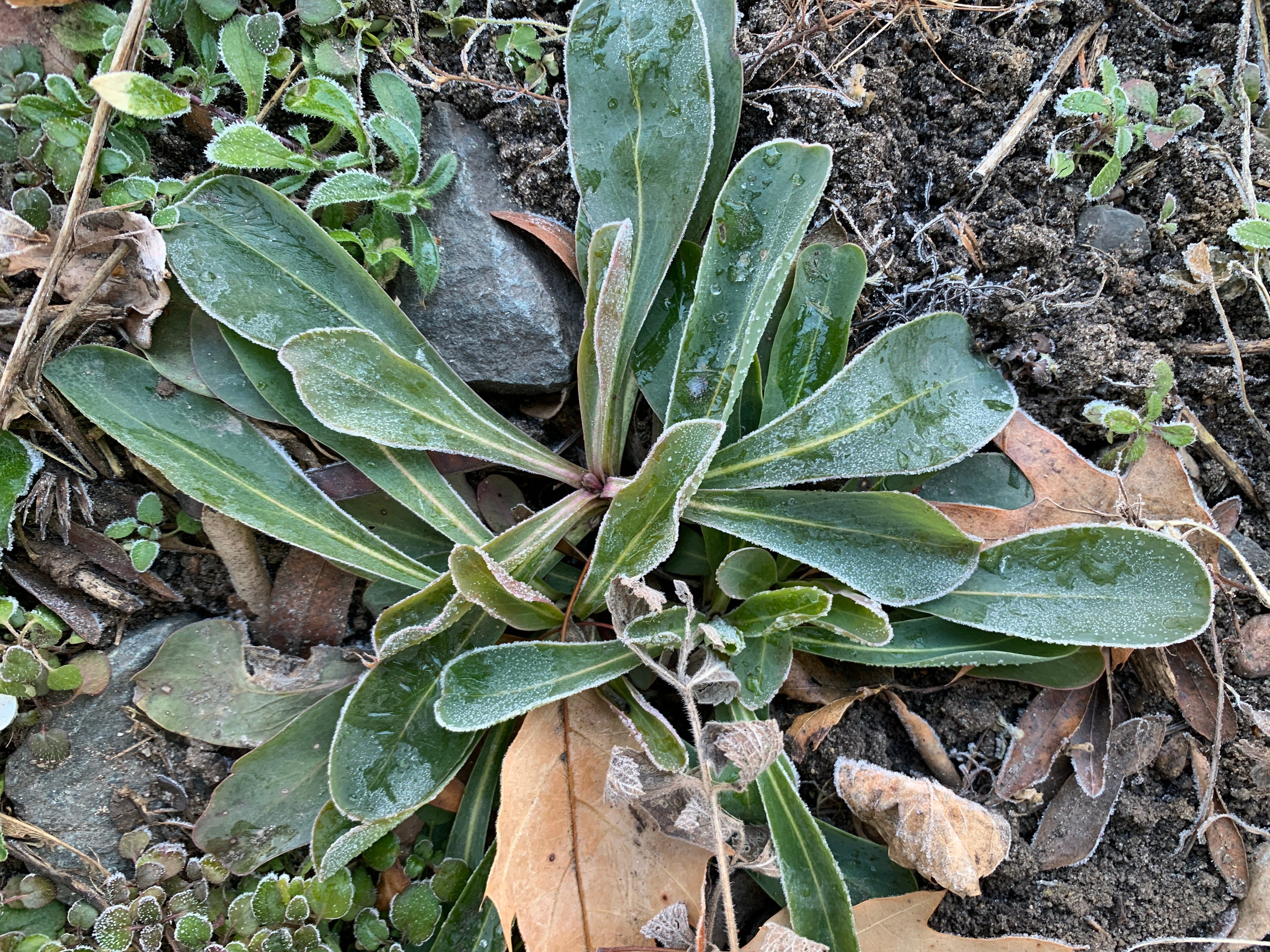 Large-Flowered Beardtongue (Penstemon Grandiflorus)