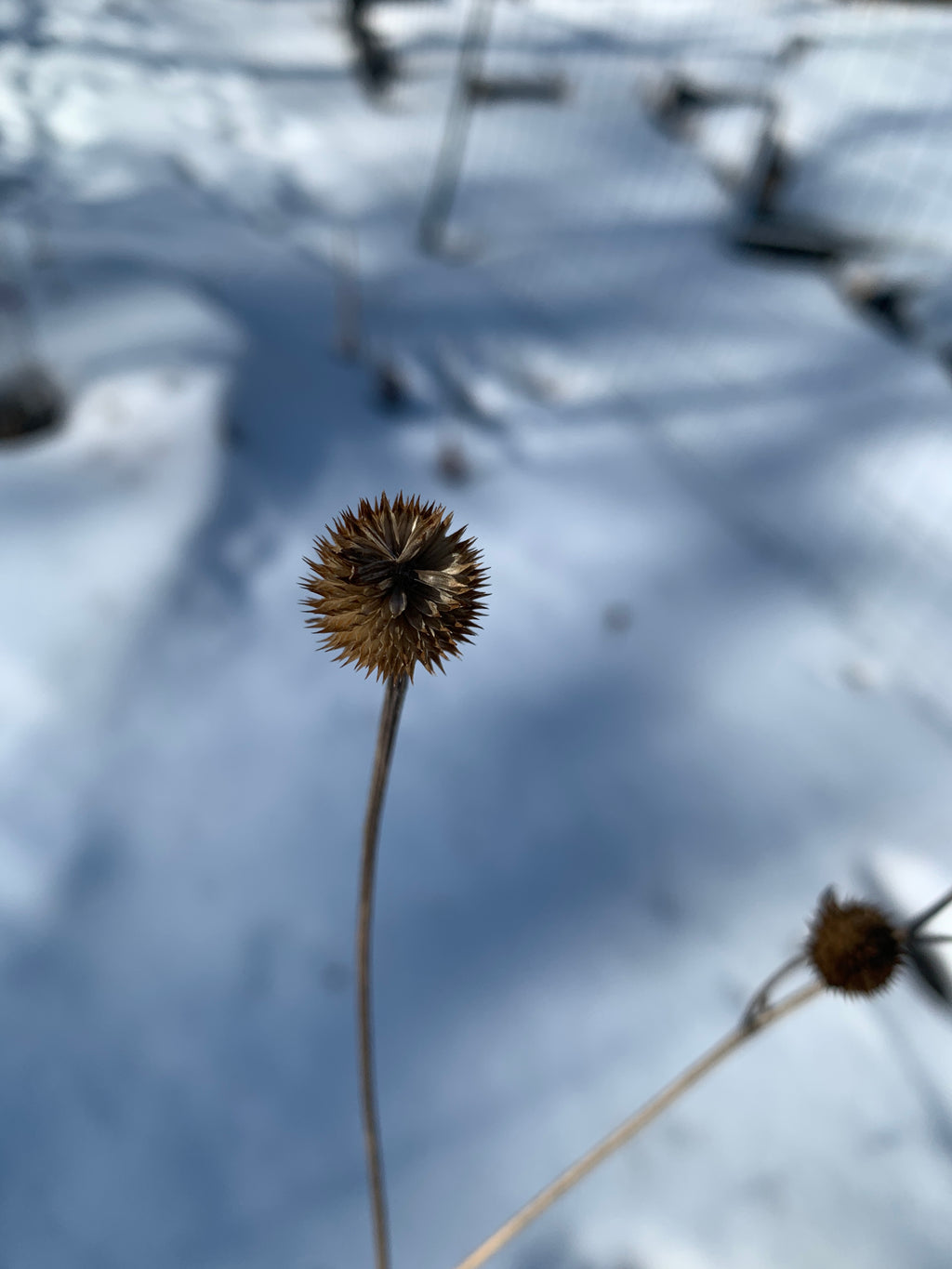 Brown-eyed Susan (Rudbeckia Triloba)