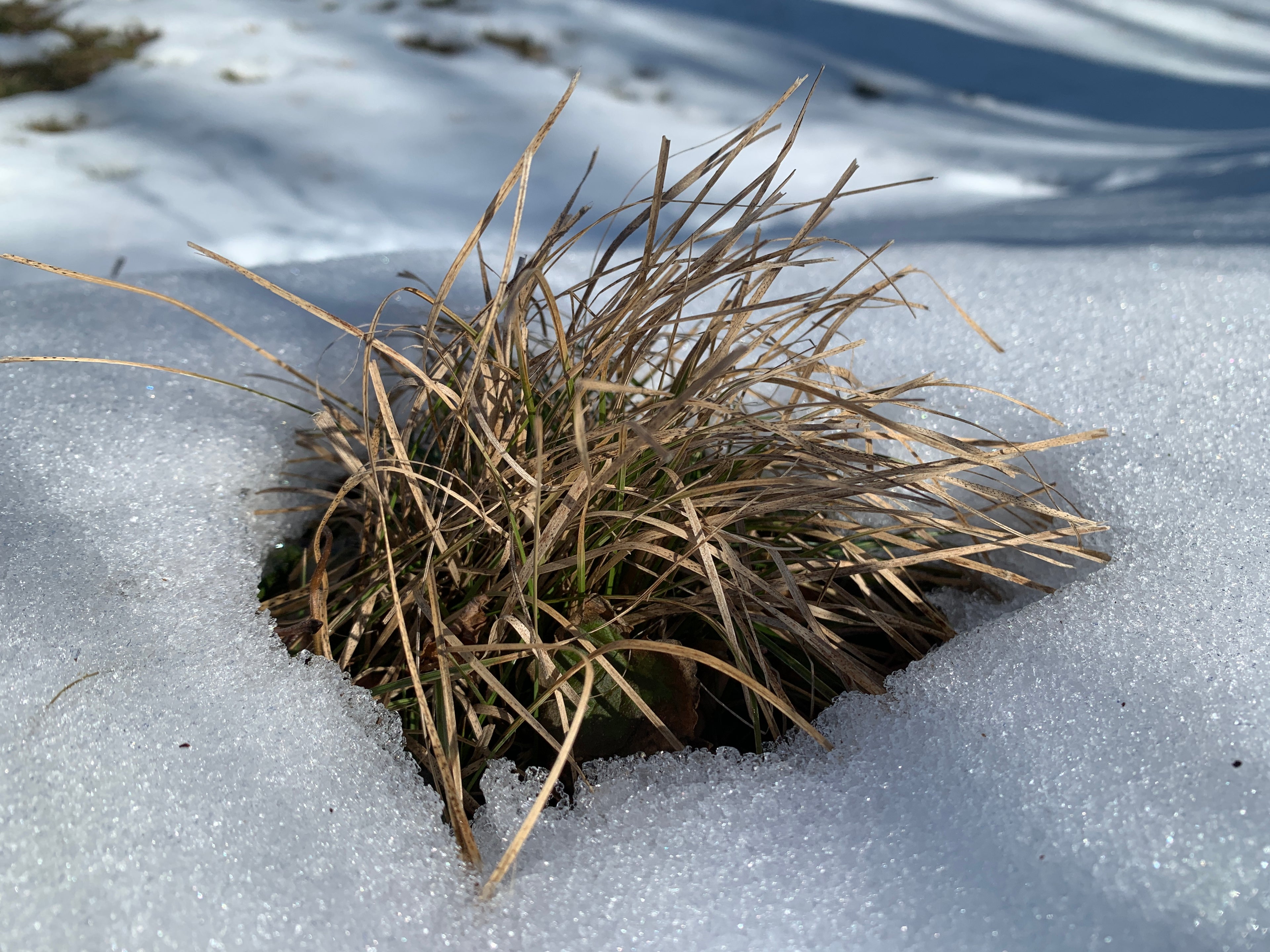 Penn Sedge (Carex Pensylvanica)