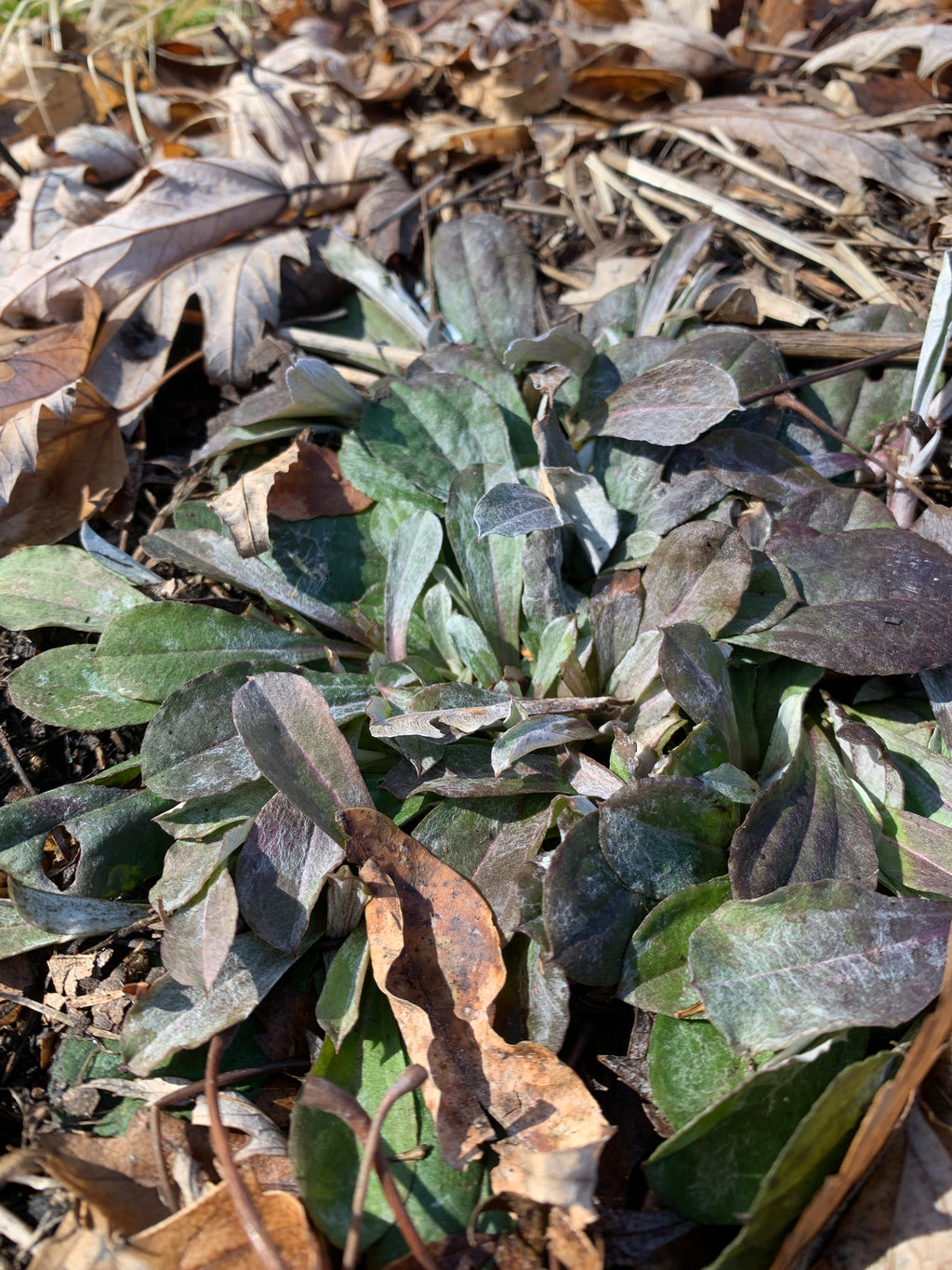 Plantain-leaved Pussytoes (Antennaria Plantaginifolia)