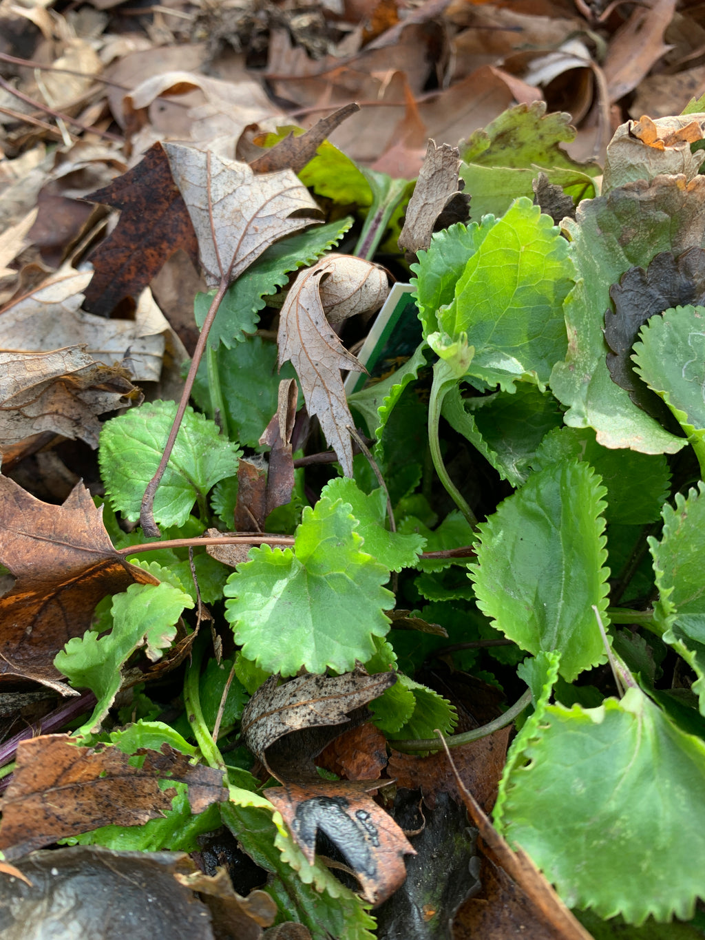 Golden Ragwort (Packera Aurea)