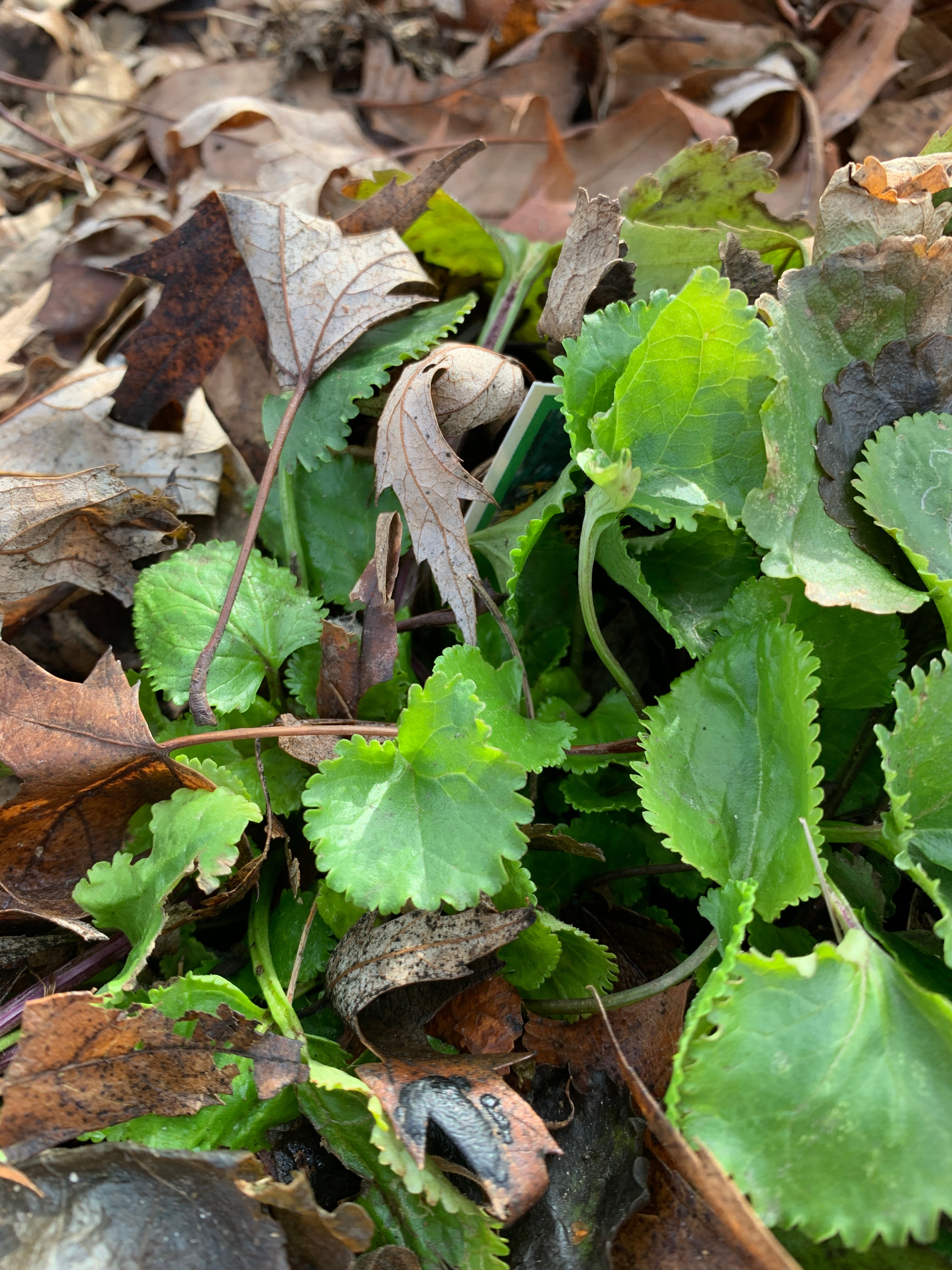 Golden Ragwort (Packera Aurea)