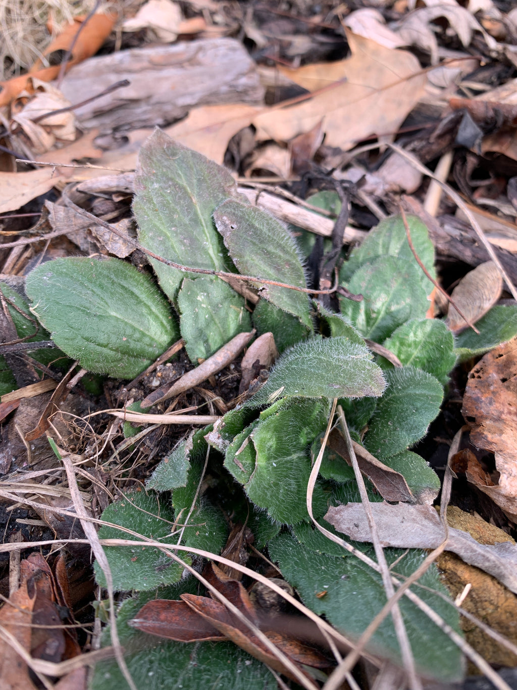 Robin's Plantain (Erigeron pulchellus)