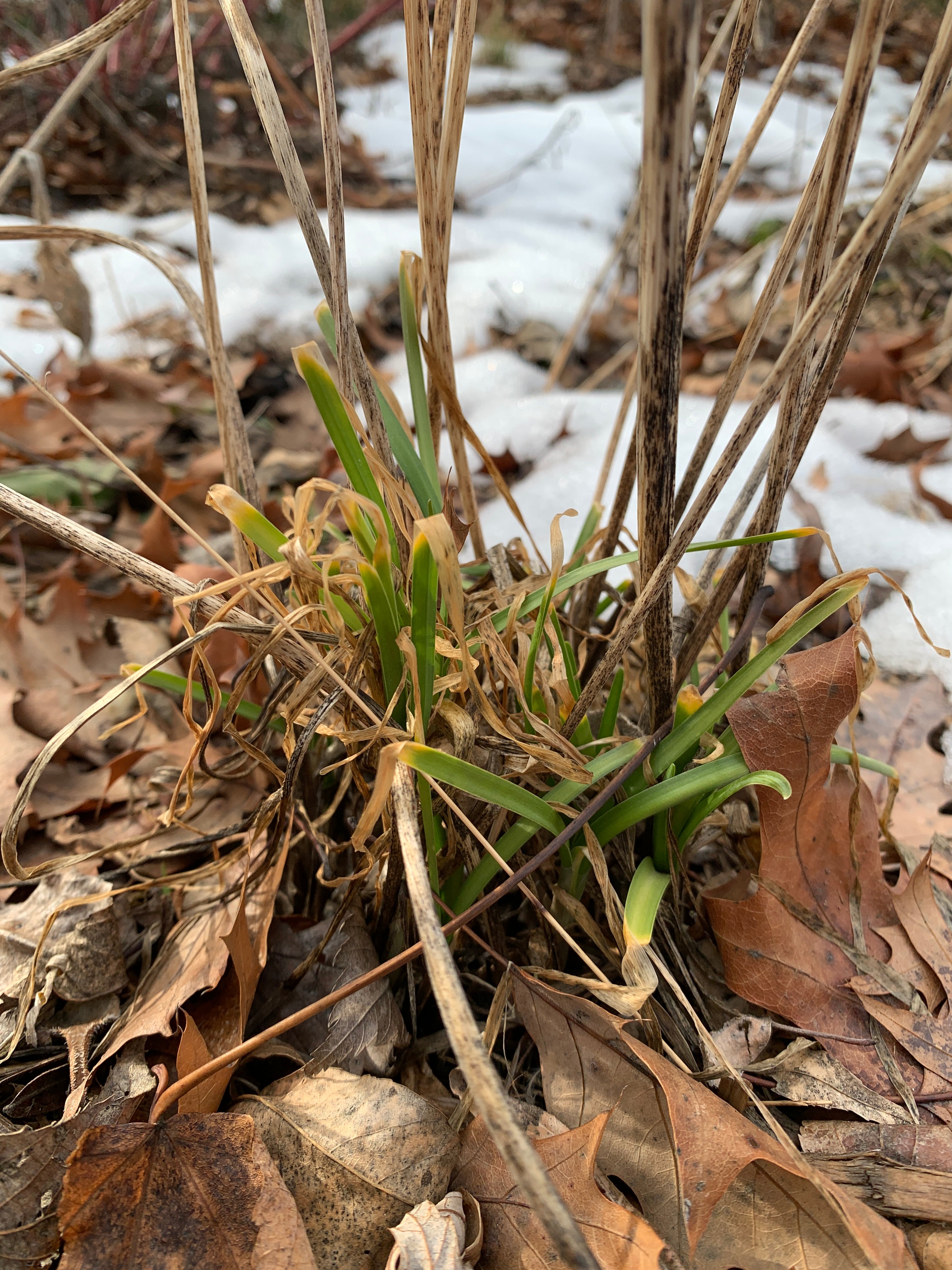 Nodding Onion (Allium Cernuum)