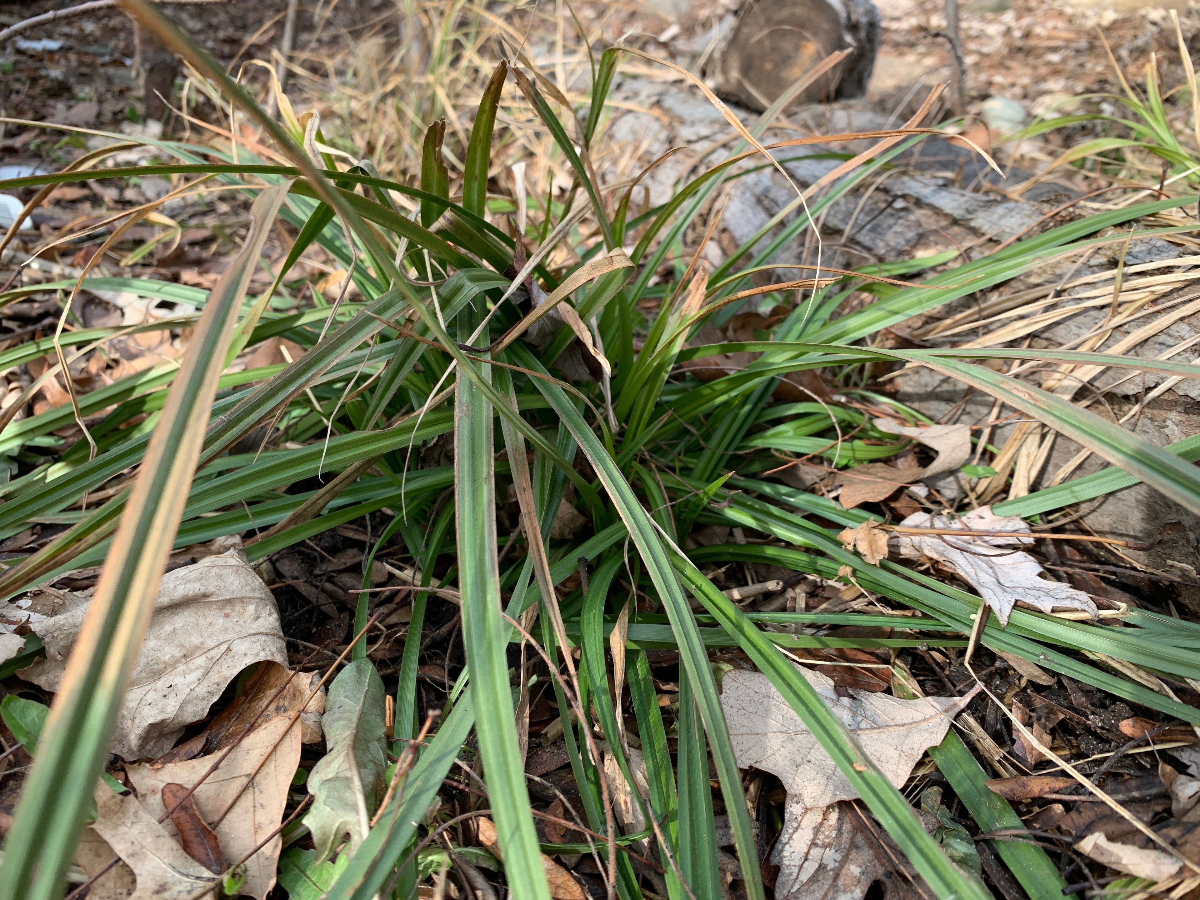 Gray's Sedge (Carex Grayi)
