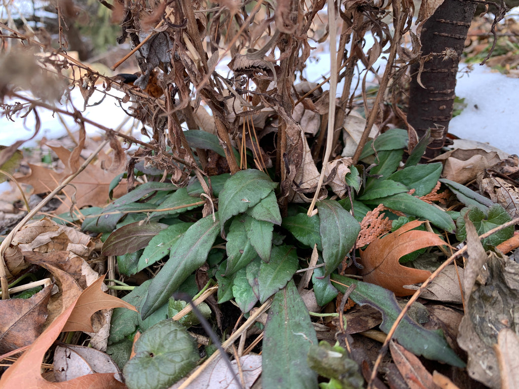 Calico Aster (Symphyotrichum Lateriflorum)