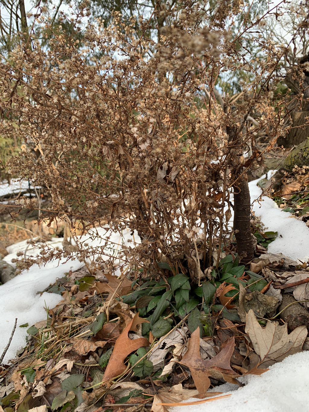 Calico Aster (Symphyotrichum Lateriflorum)