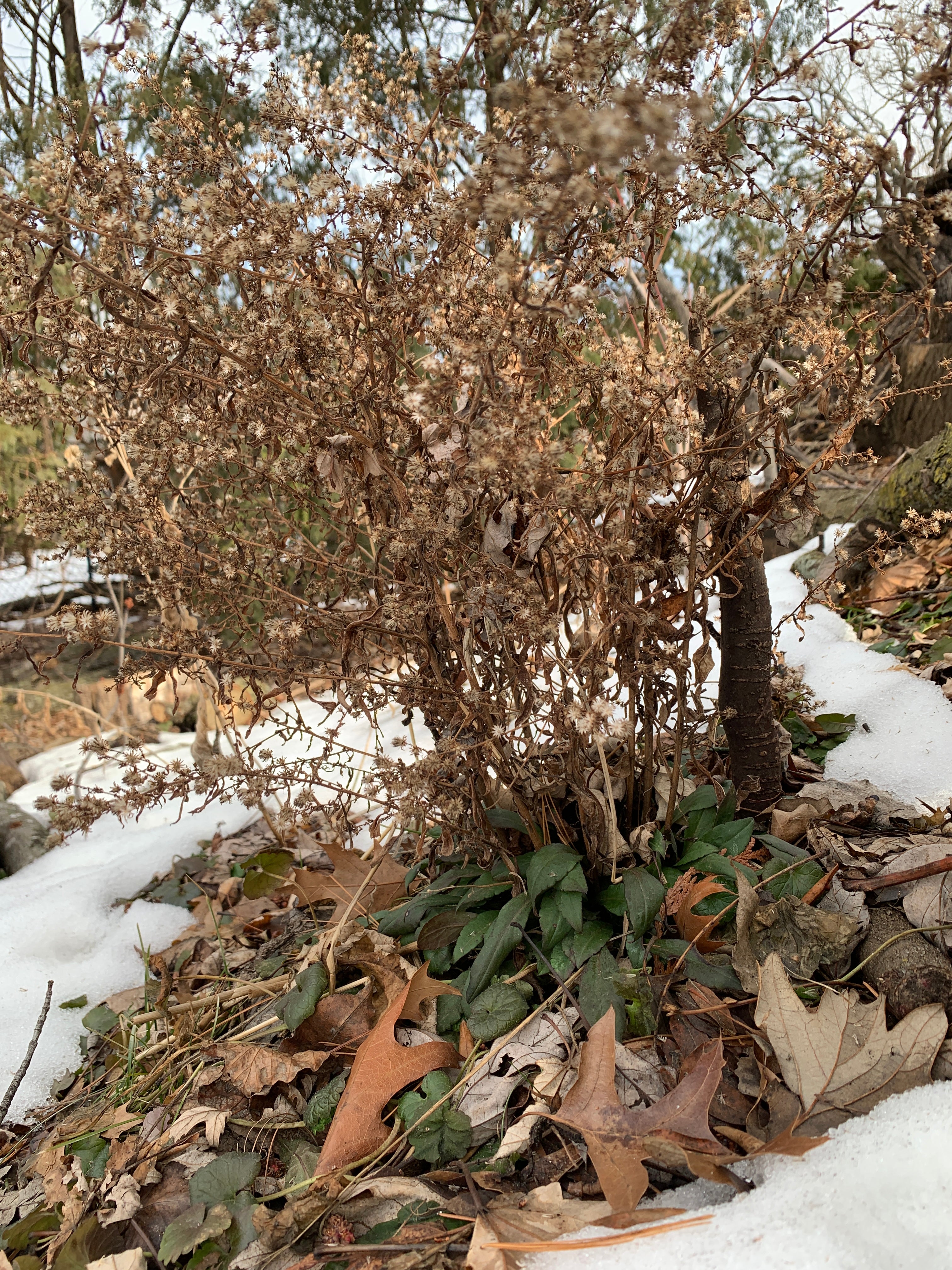 Calico Aster (Symphyotrichum Lateriflorum)