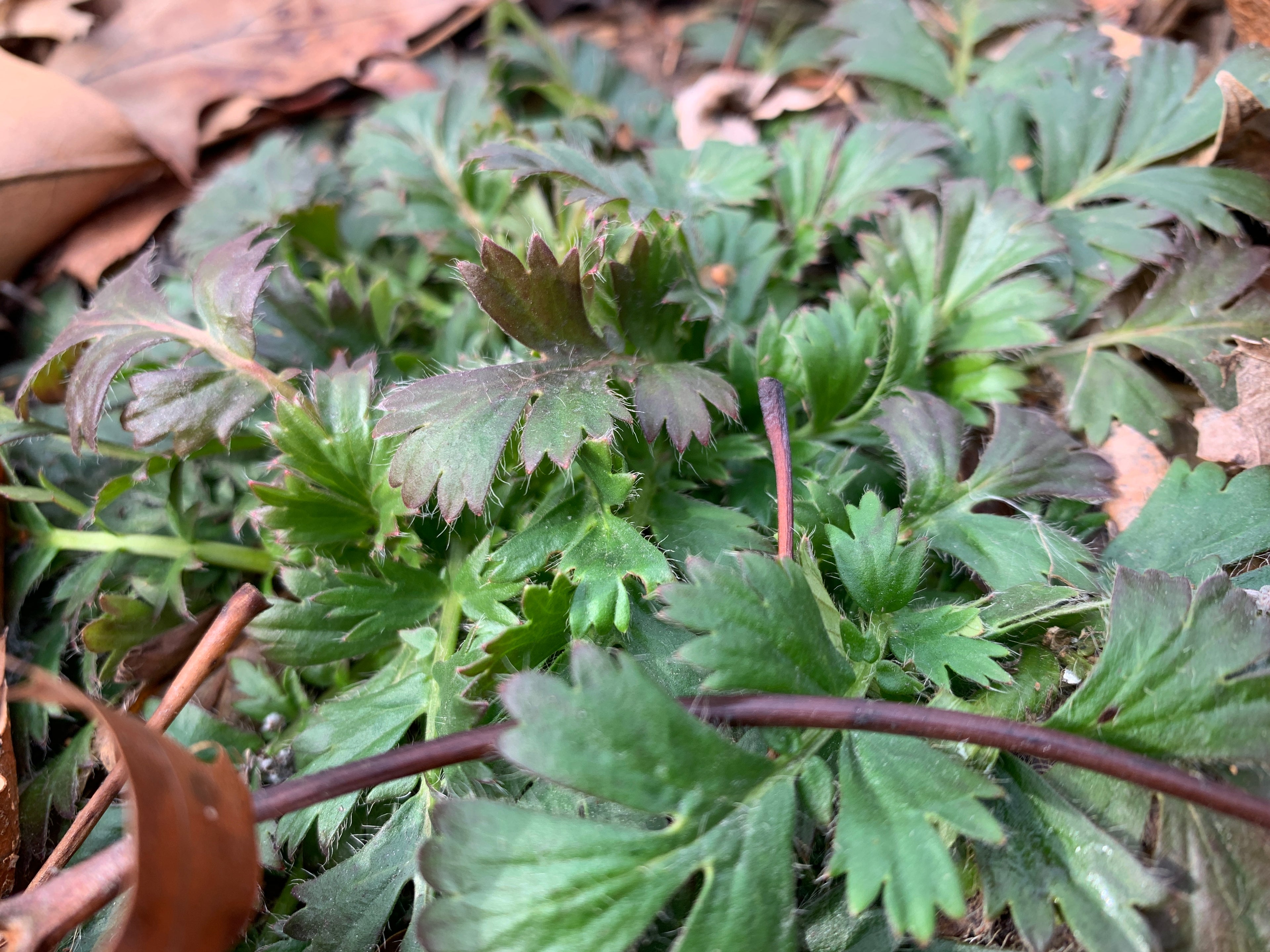 Prairie Smoke (Geum Triflorum)