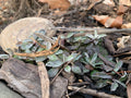 Prairie Pussytoes (Antennaria Neglecta)