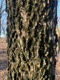 Hackberry (Celtis Occidentalis)