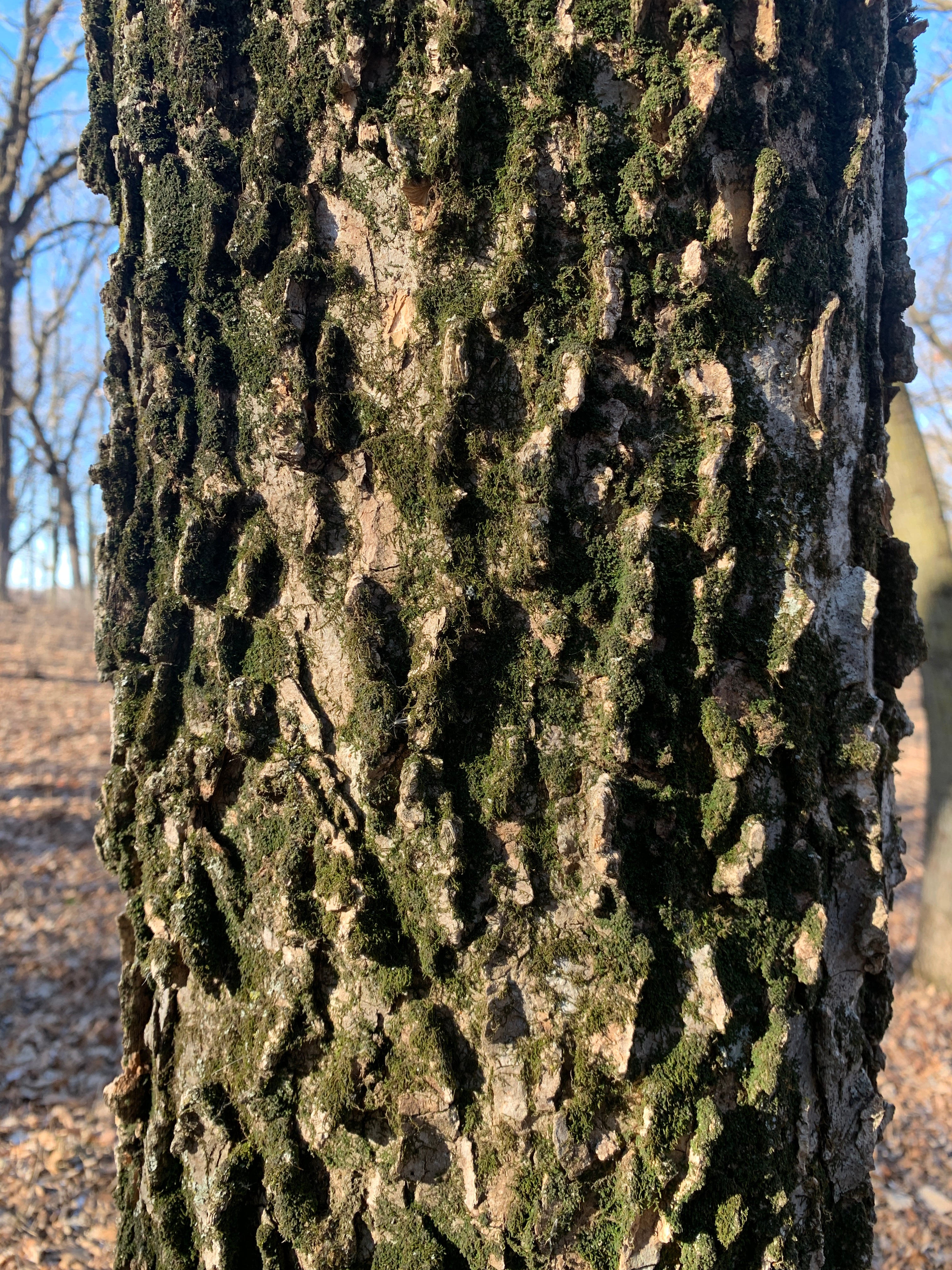 Hackberry (Celtis Occidentalis)