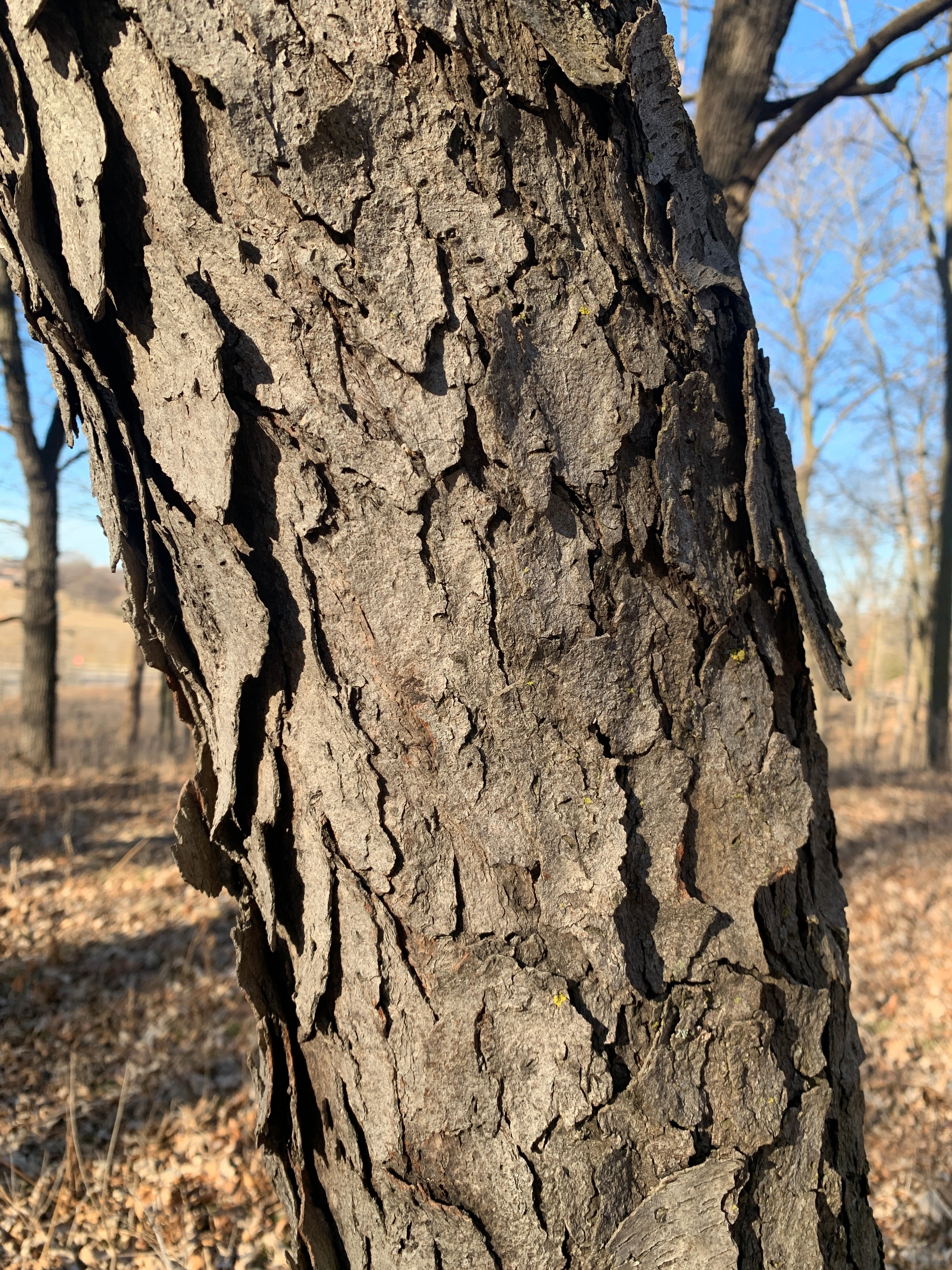 Black Cherry (Prunus Serotina)