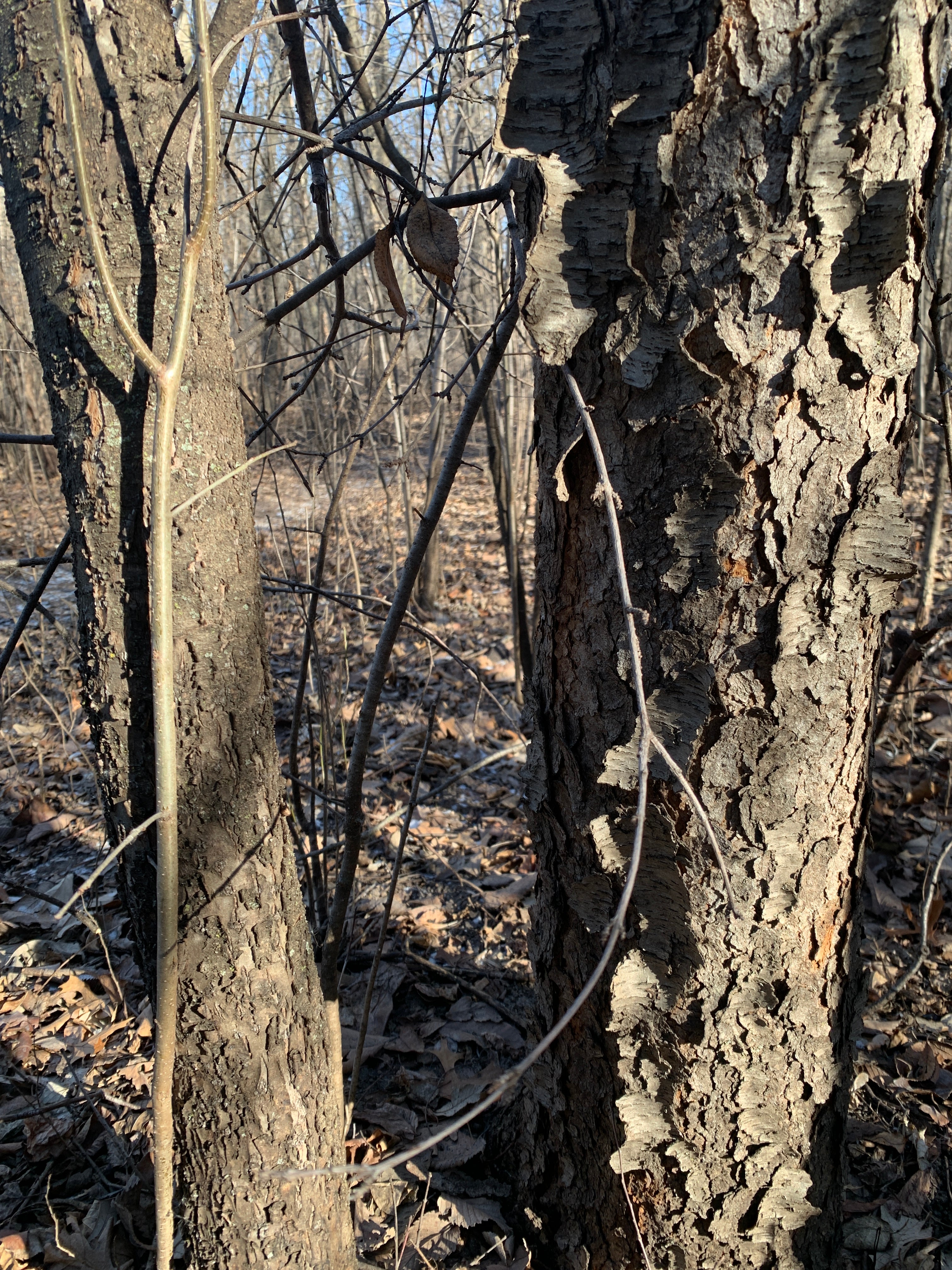 Black Cherry (Prunus Serotina)