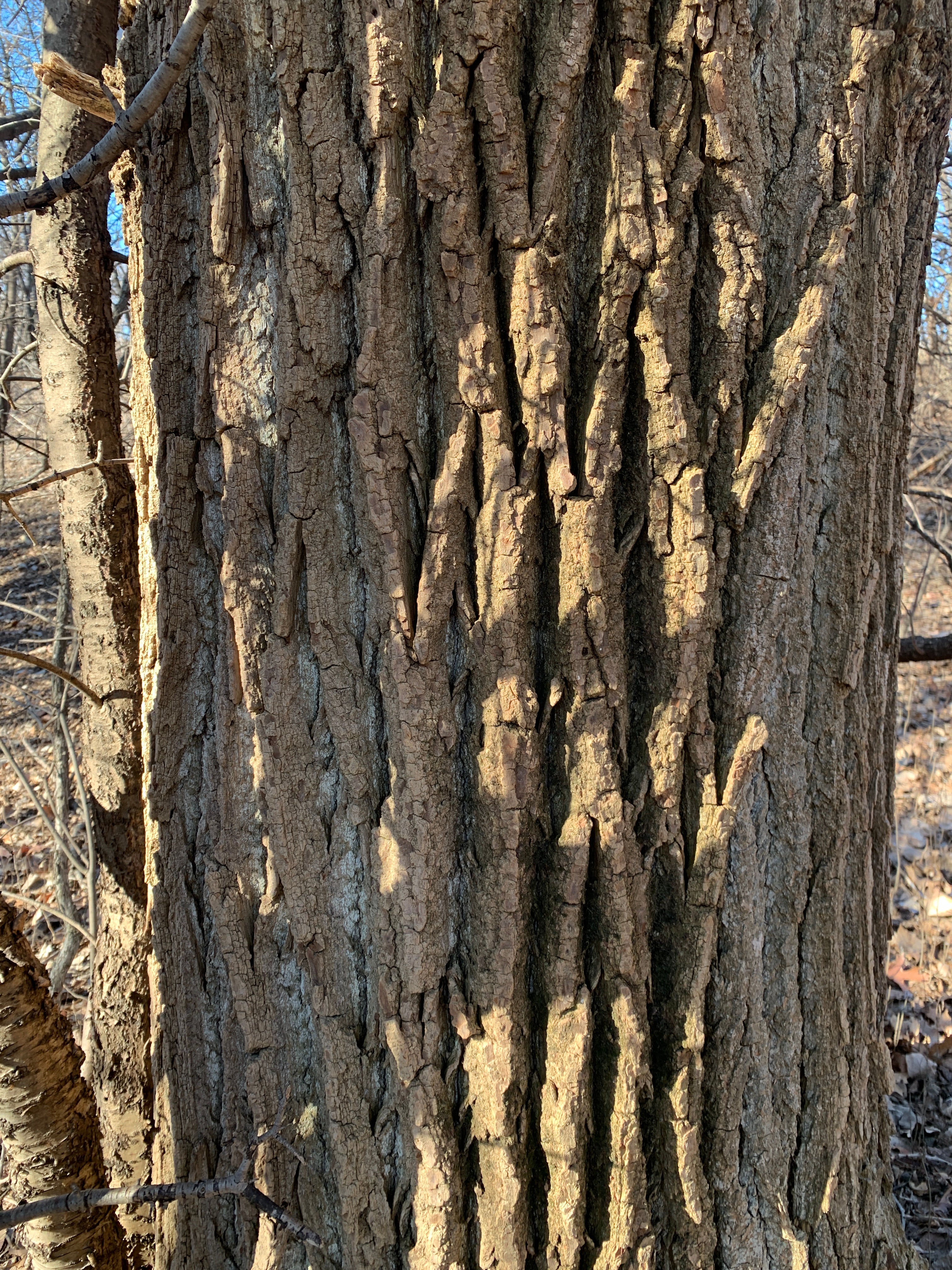 Cottonwood (Populus Deltoides)