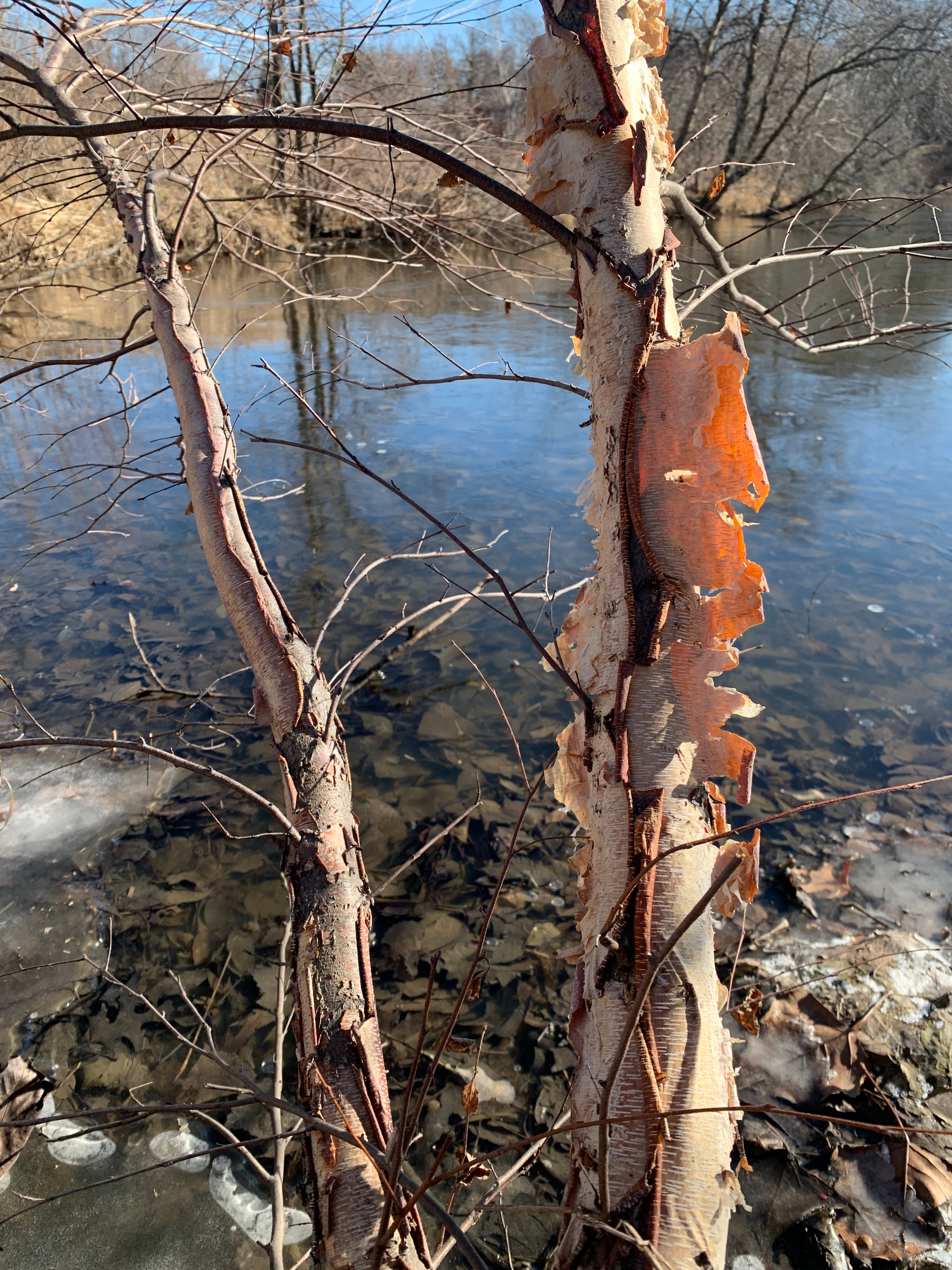 River Birch (Betula Nigra)