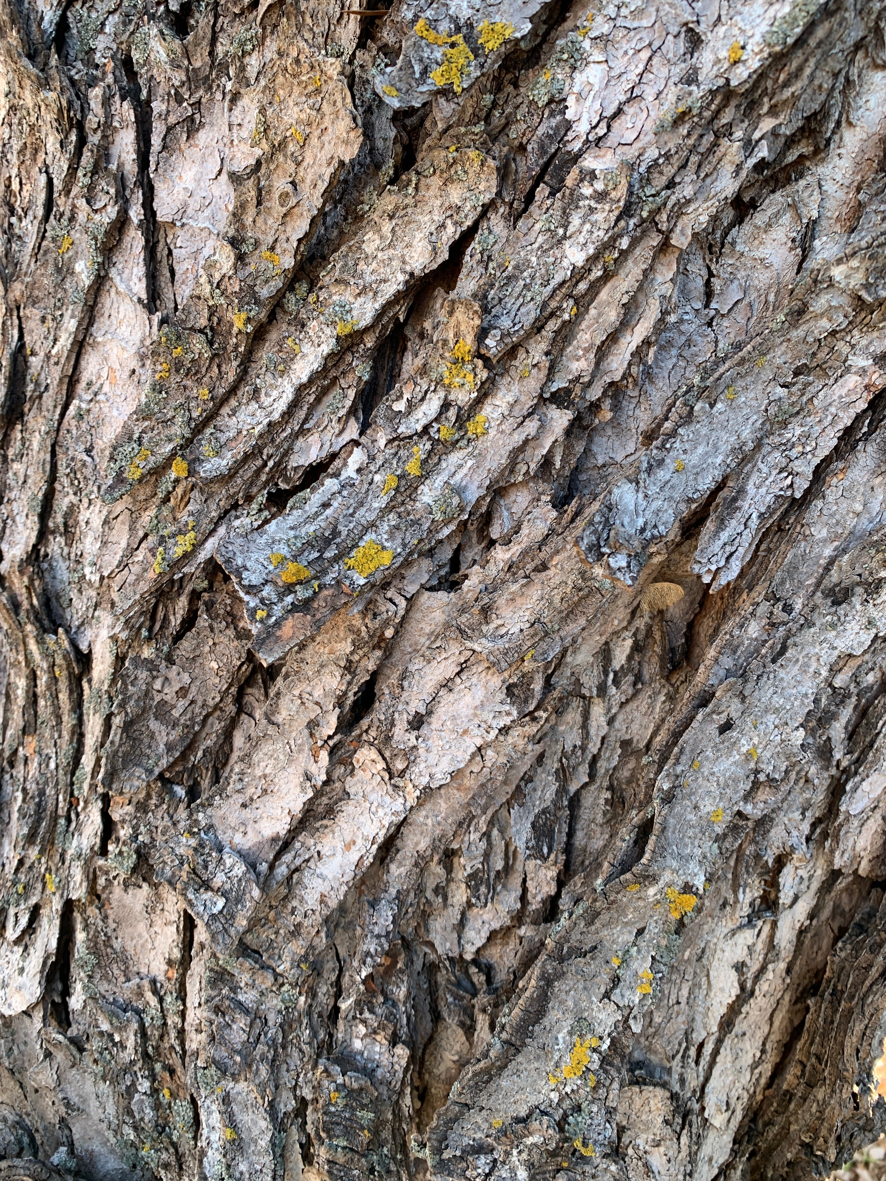 Silver Maple (Acer Saccharinum)