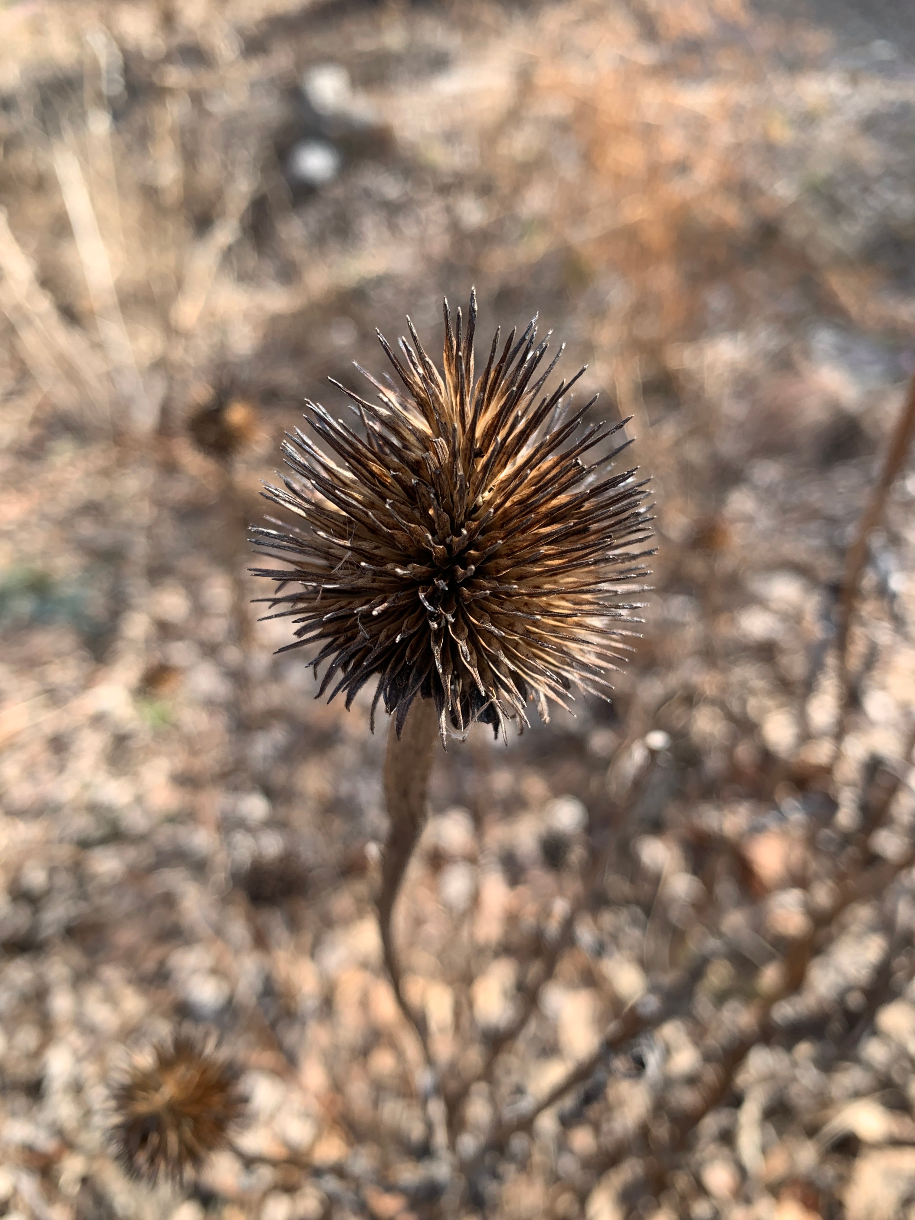 Eastern Purple Coneflower (Echinacea Purpurea)
