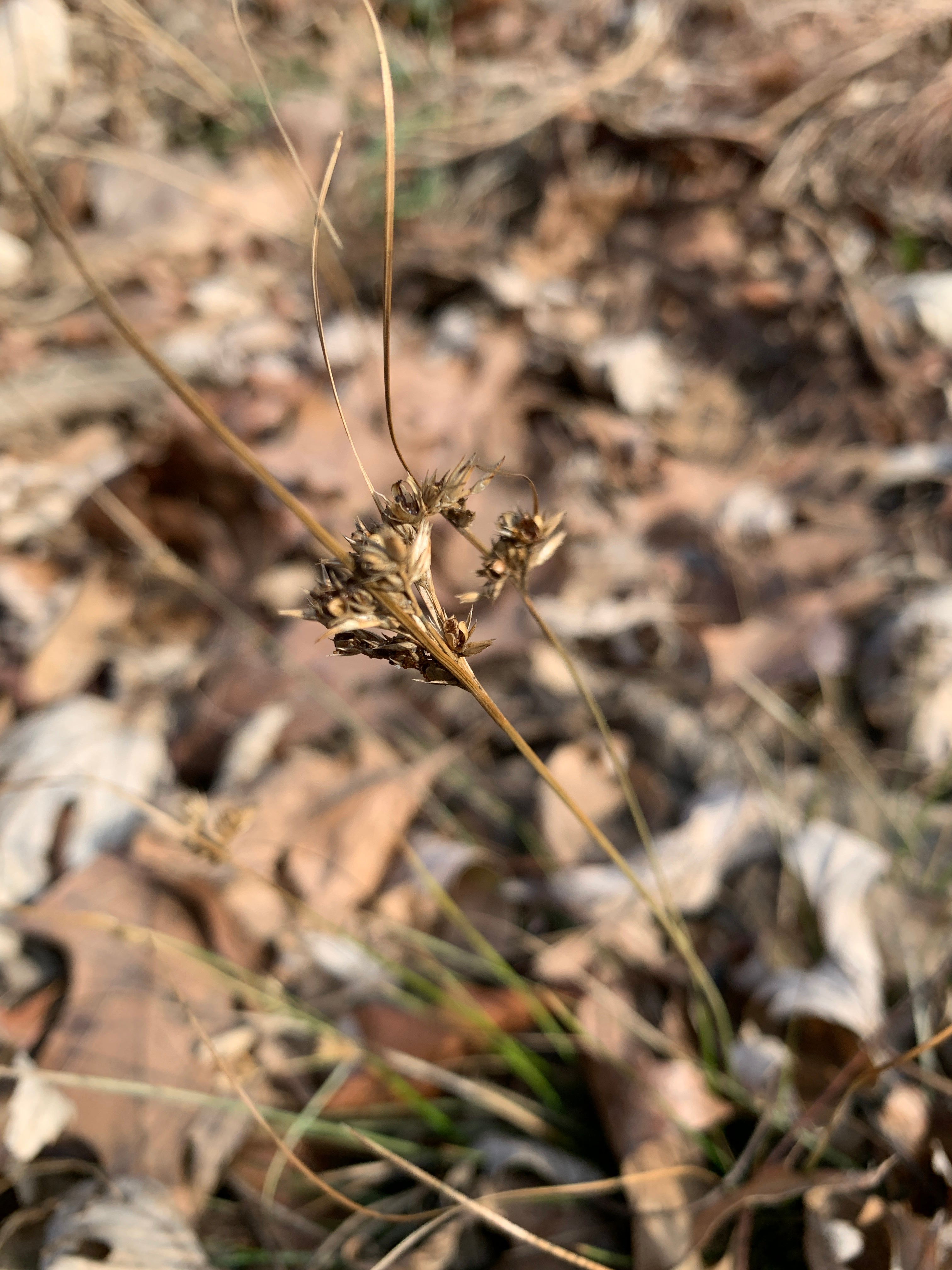 Path Rush (Juncus Tenuis)